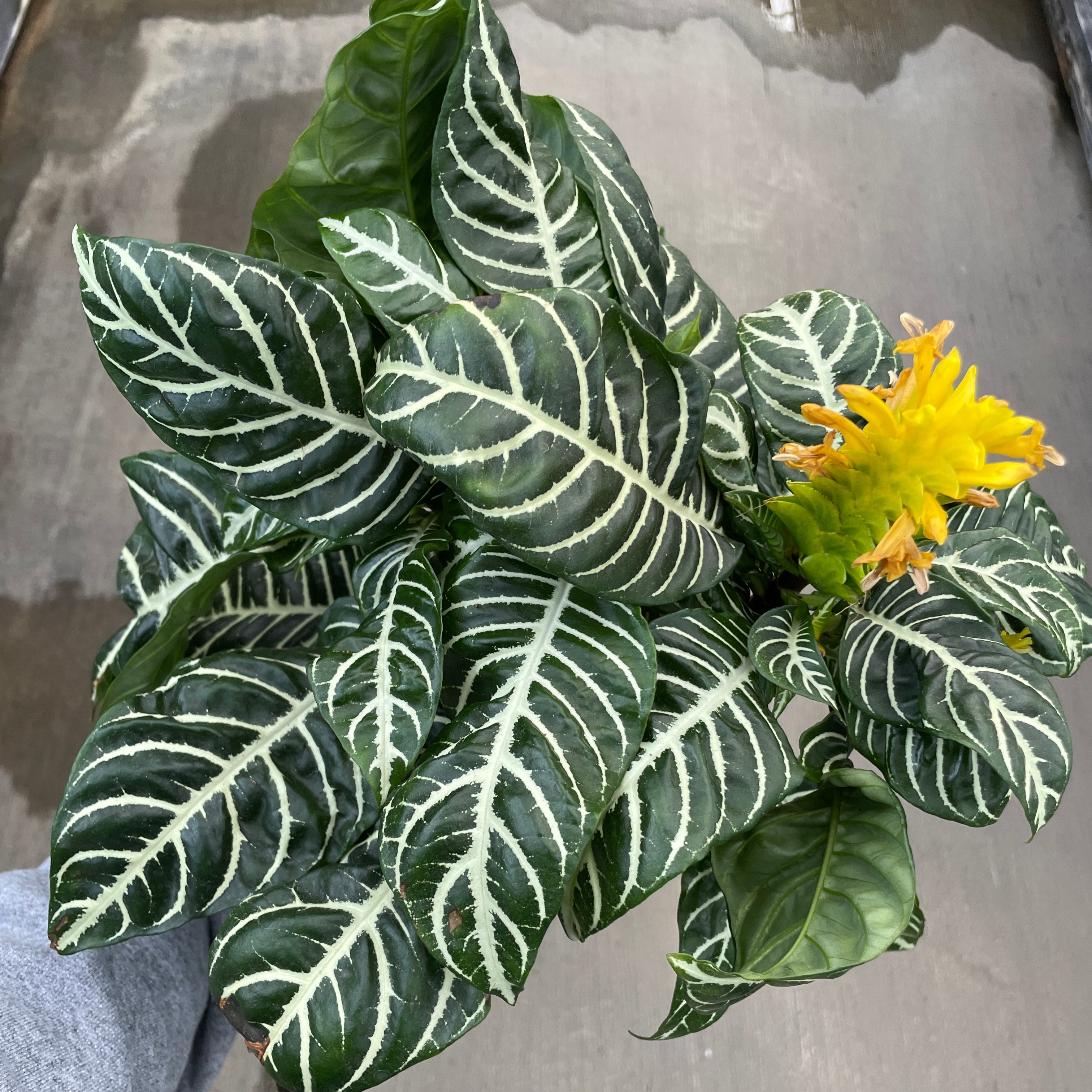Zebra Plant