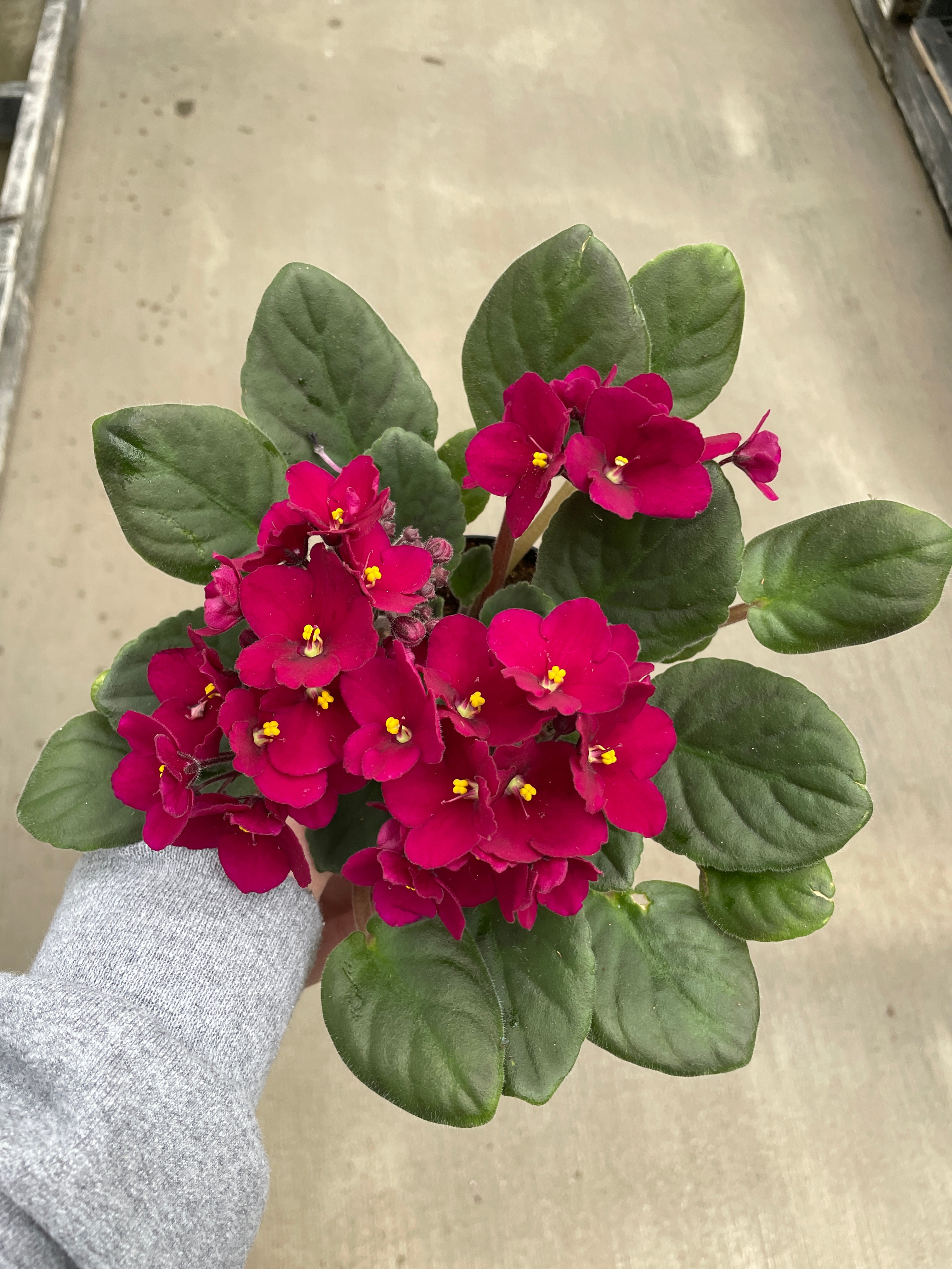 is african violet indoor or outdoor plant African Violet — Ritters Garden and Gift