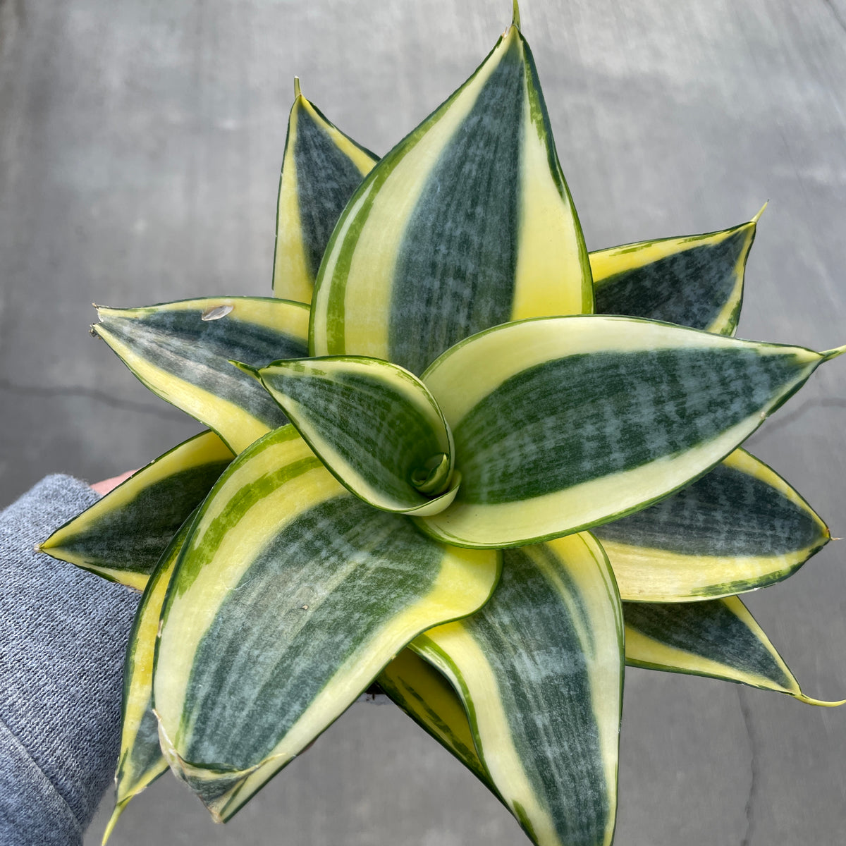 Snake Plant, Bird's Nest — Ritters Garden and Gift