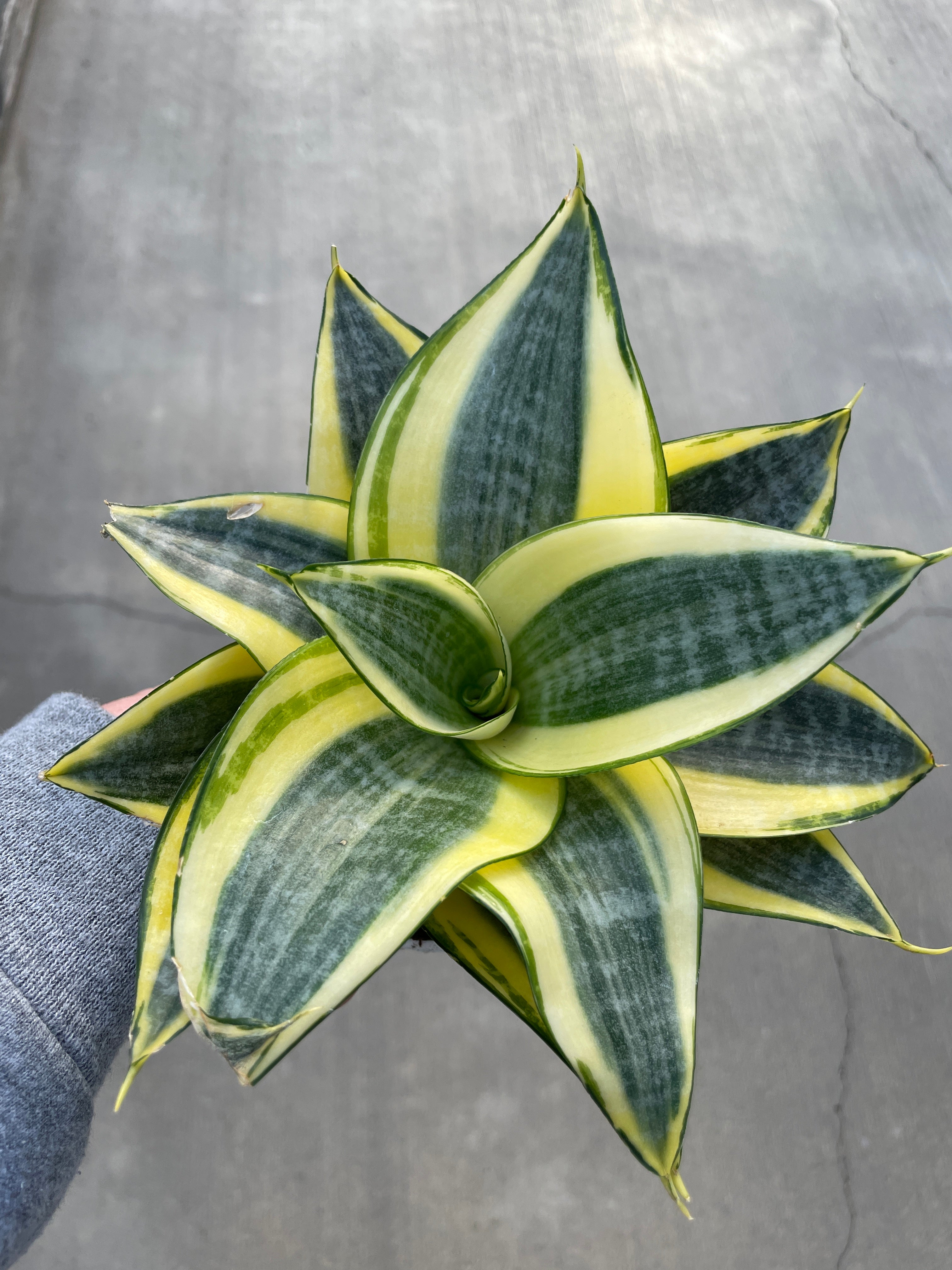 bird's nest snake plant scientific name Snake Plant, Bird's Nest