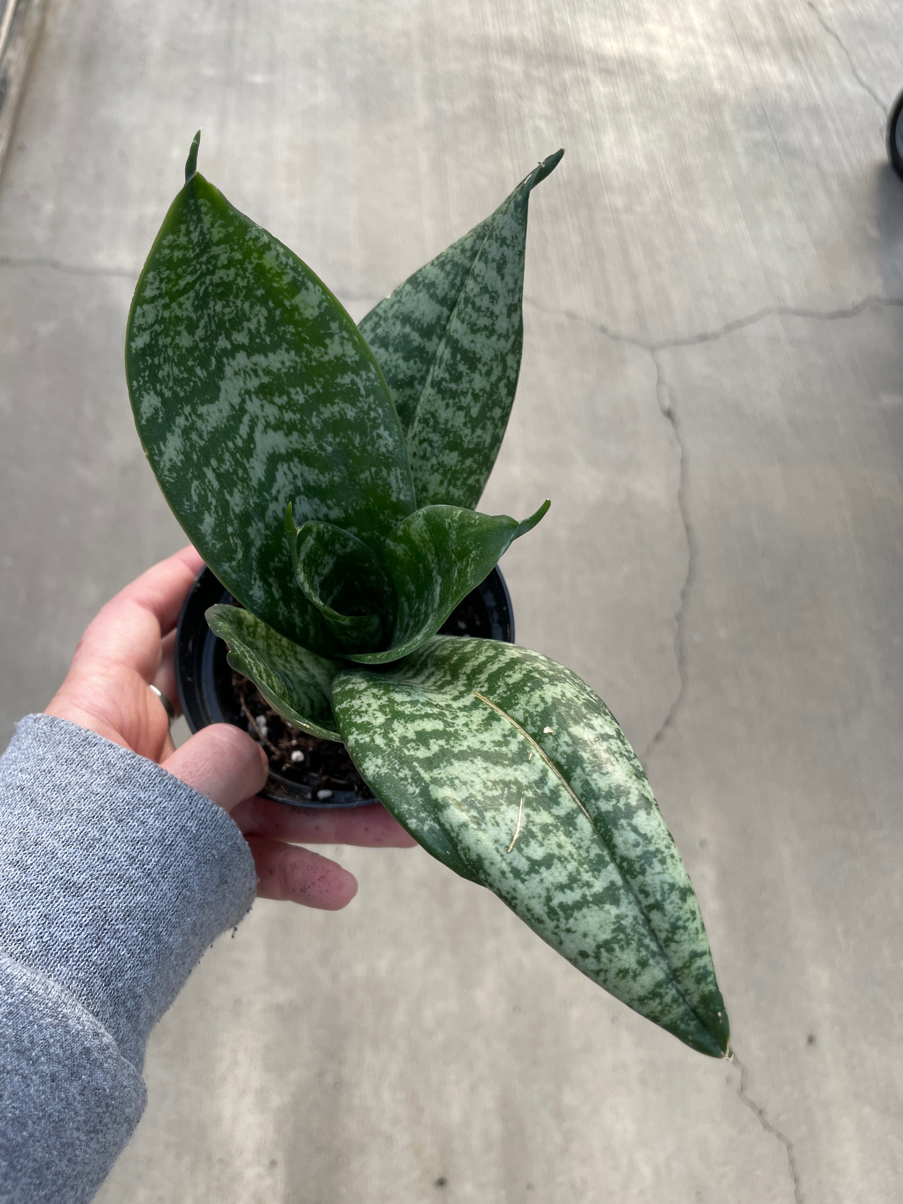 sansevieria bird's nest snake plant nasa Snake Plant, Bird's Nest