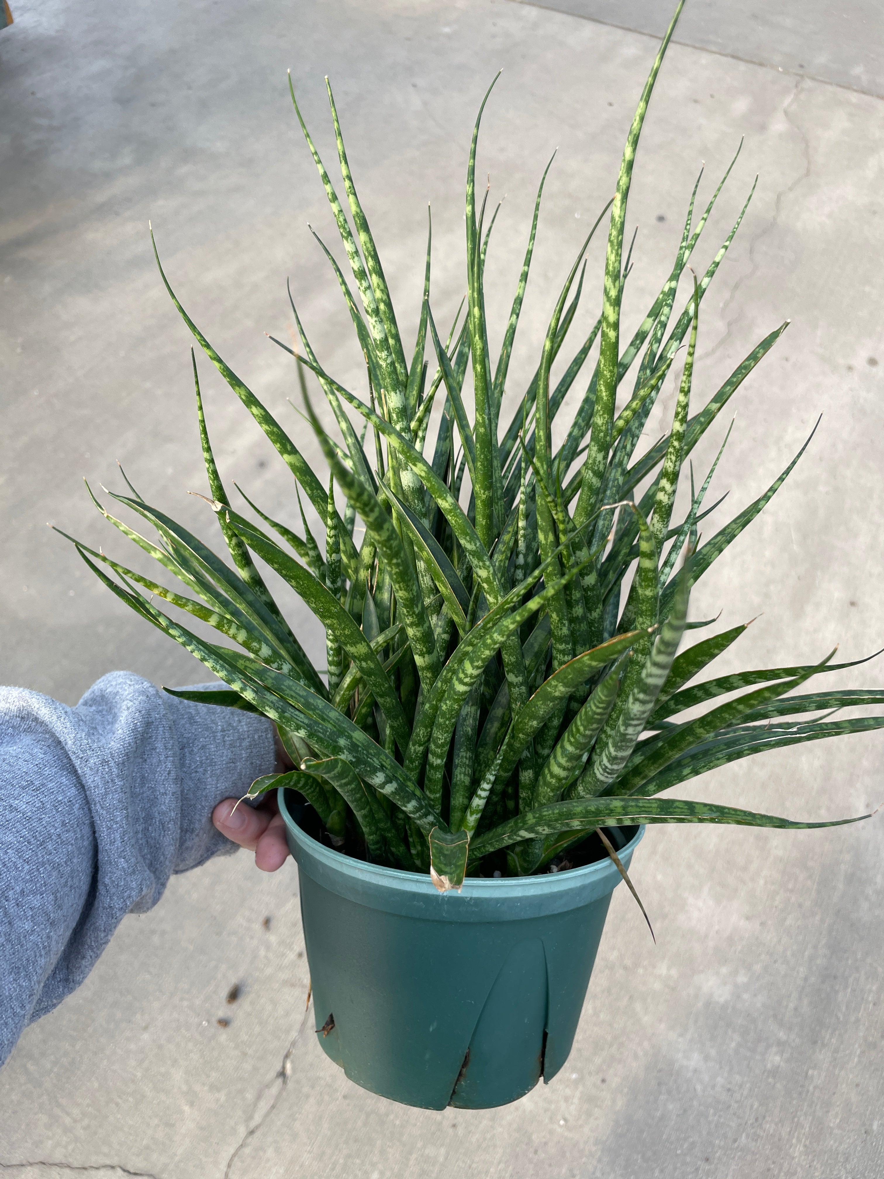 Snake Plant, Mikado