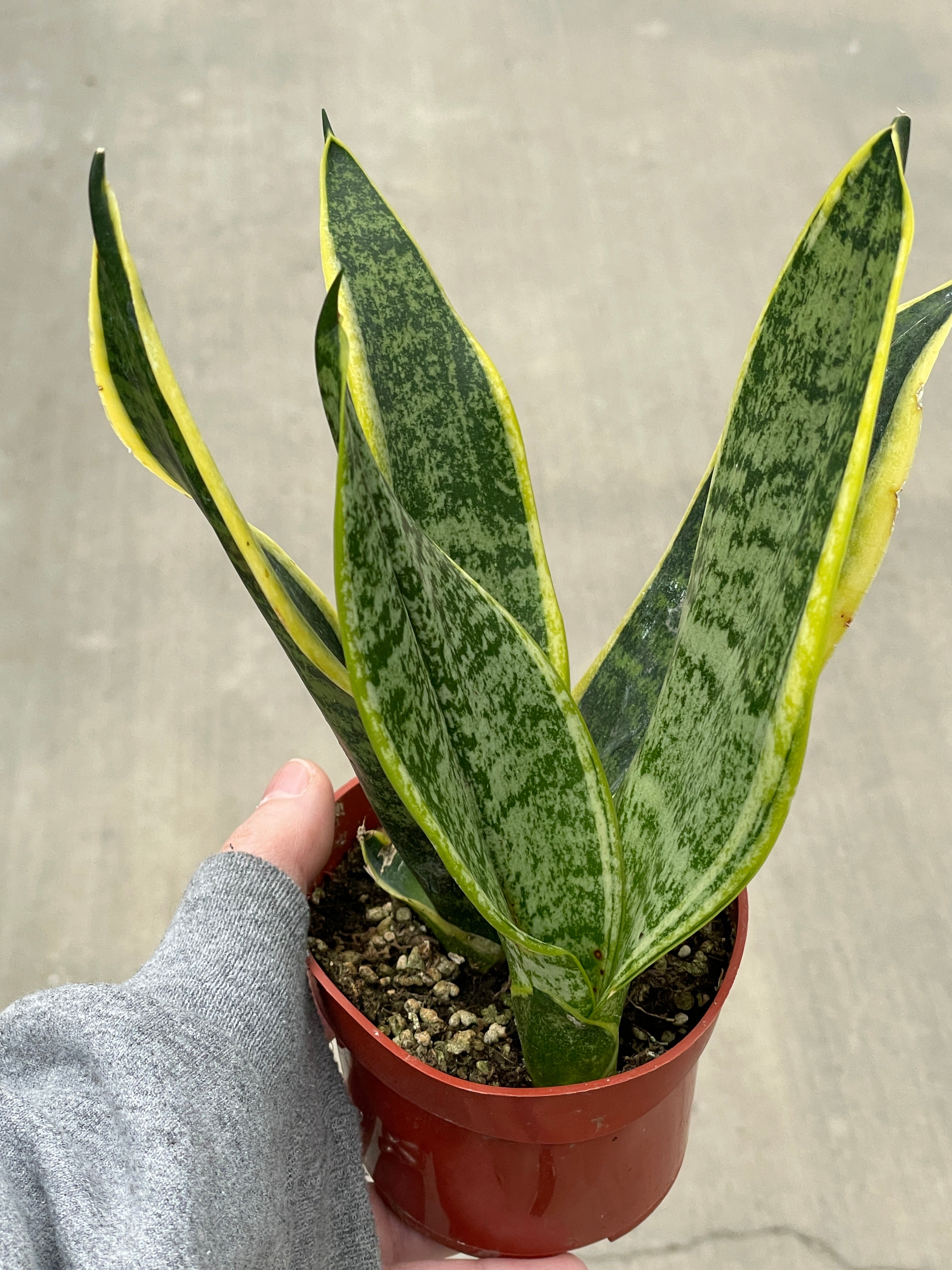 snake plant superba Snake Plant, Futura Superba