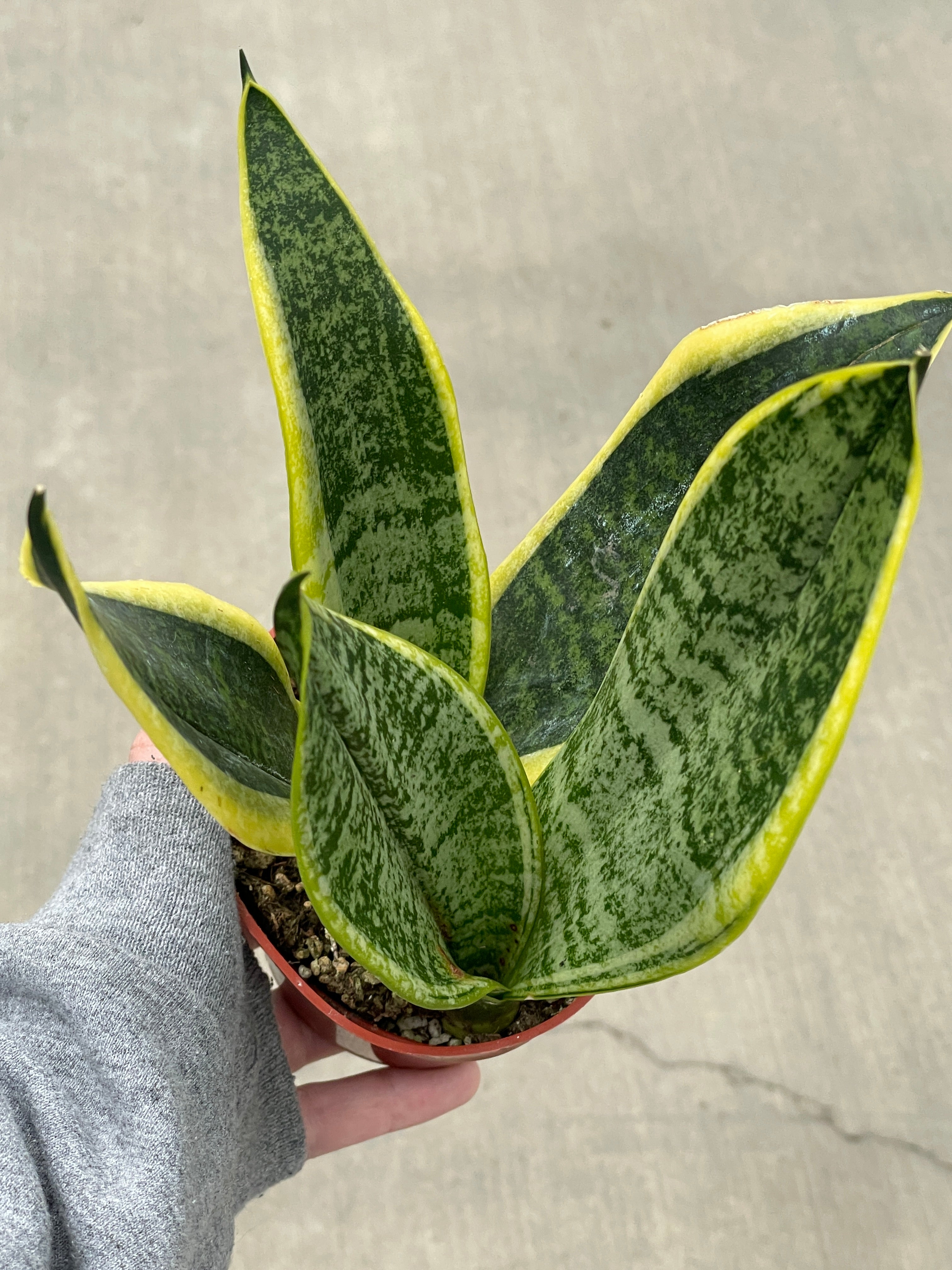 sansevieria futura superba snake plant Snake Plant, Futura Superba — Ritters Garden and Gift