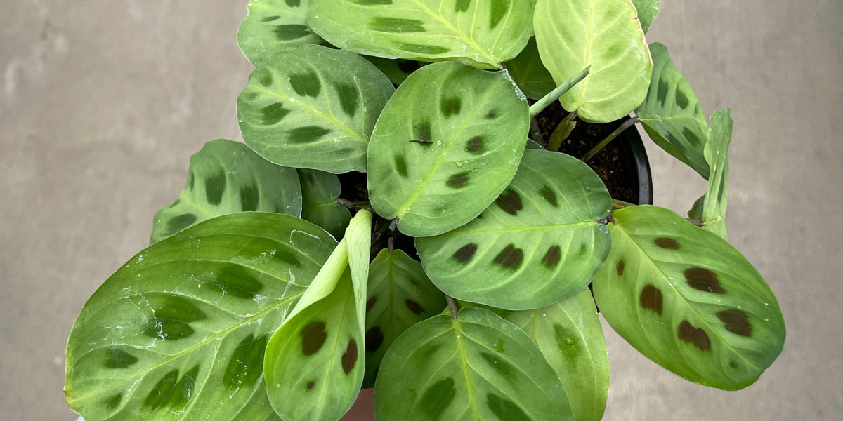 prayer tree plant Prayer Plant — Ritters Garden and Gift