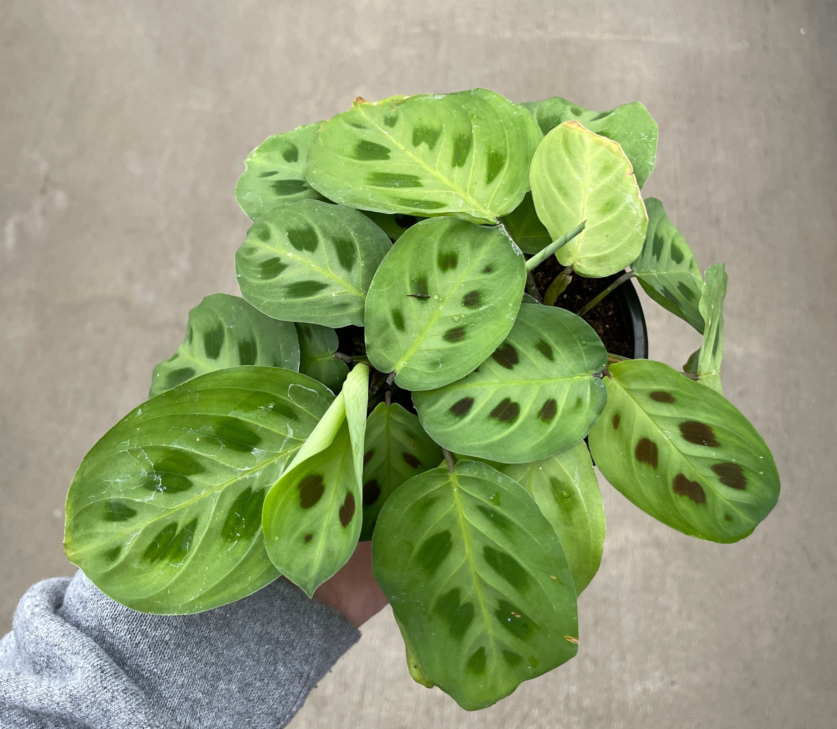 climbing prayer plant Prayer Plant