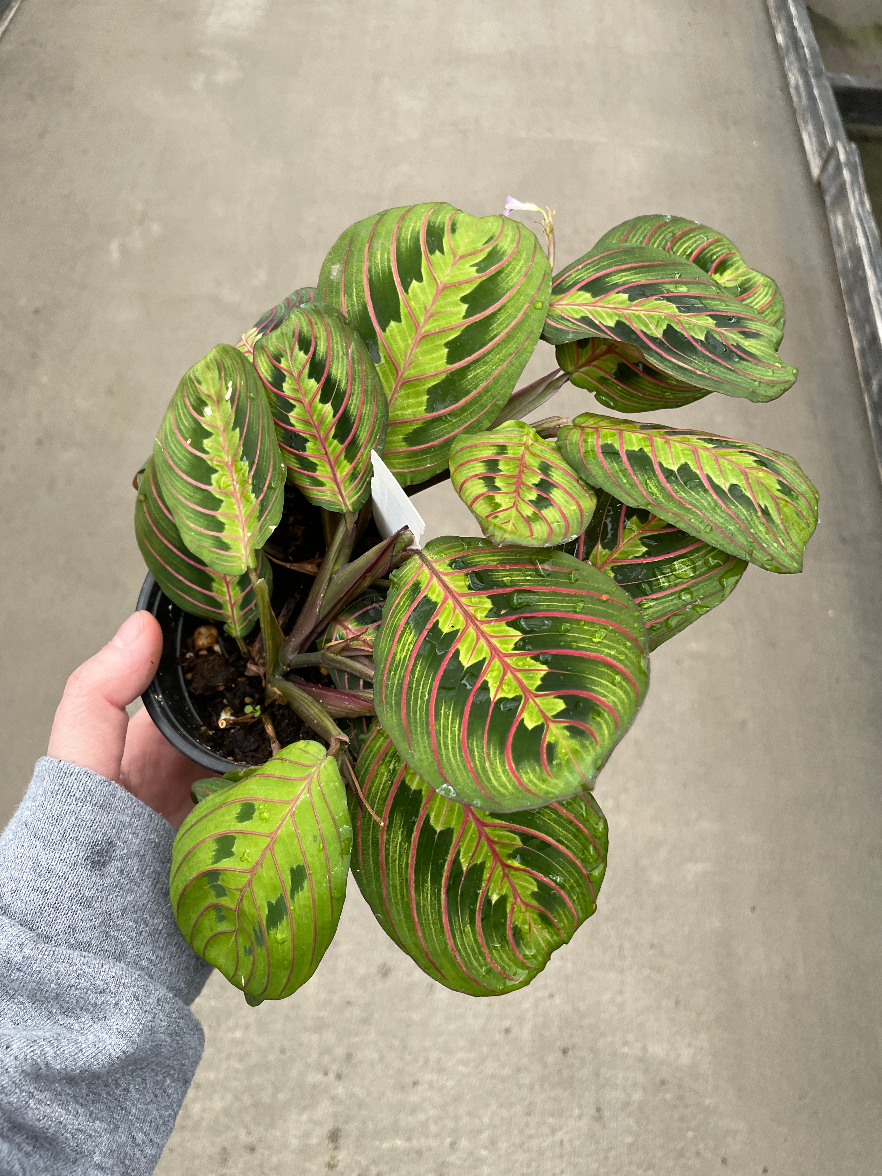 prayer plant for sale near me Maranta 'Red Prayer Plant' 4"