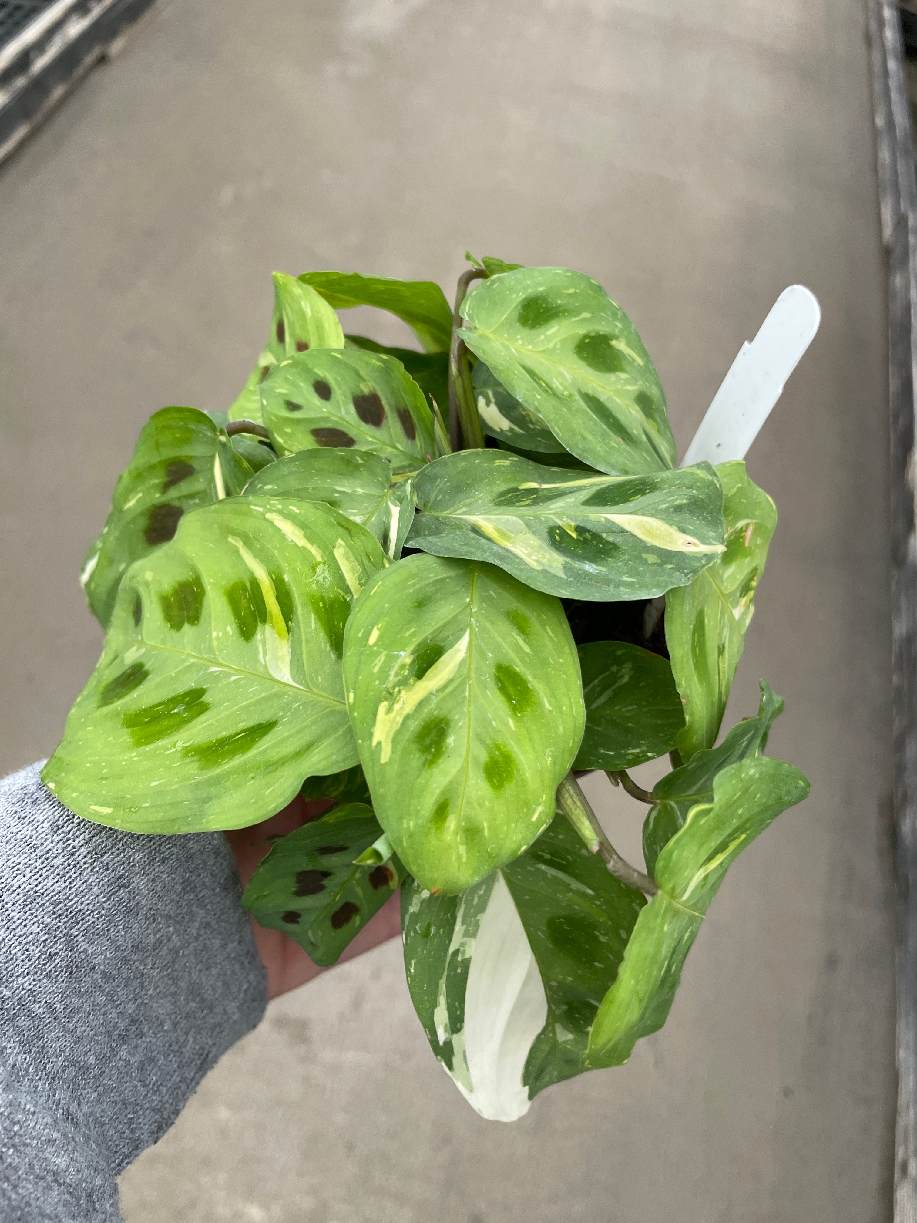 variegated prayer plant Prayer Plant