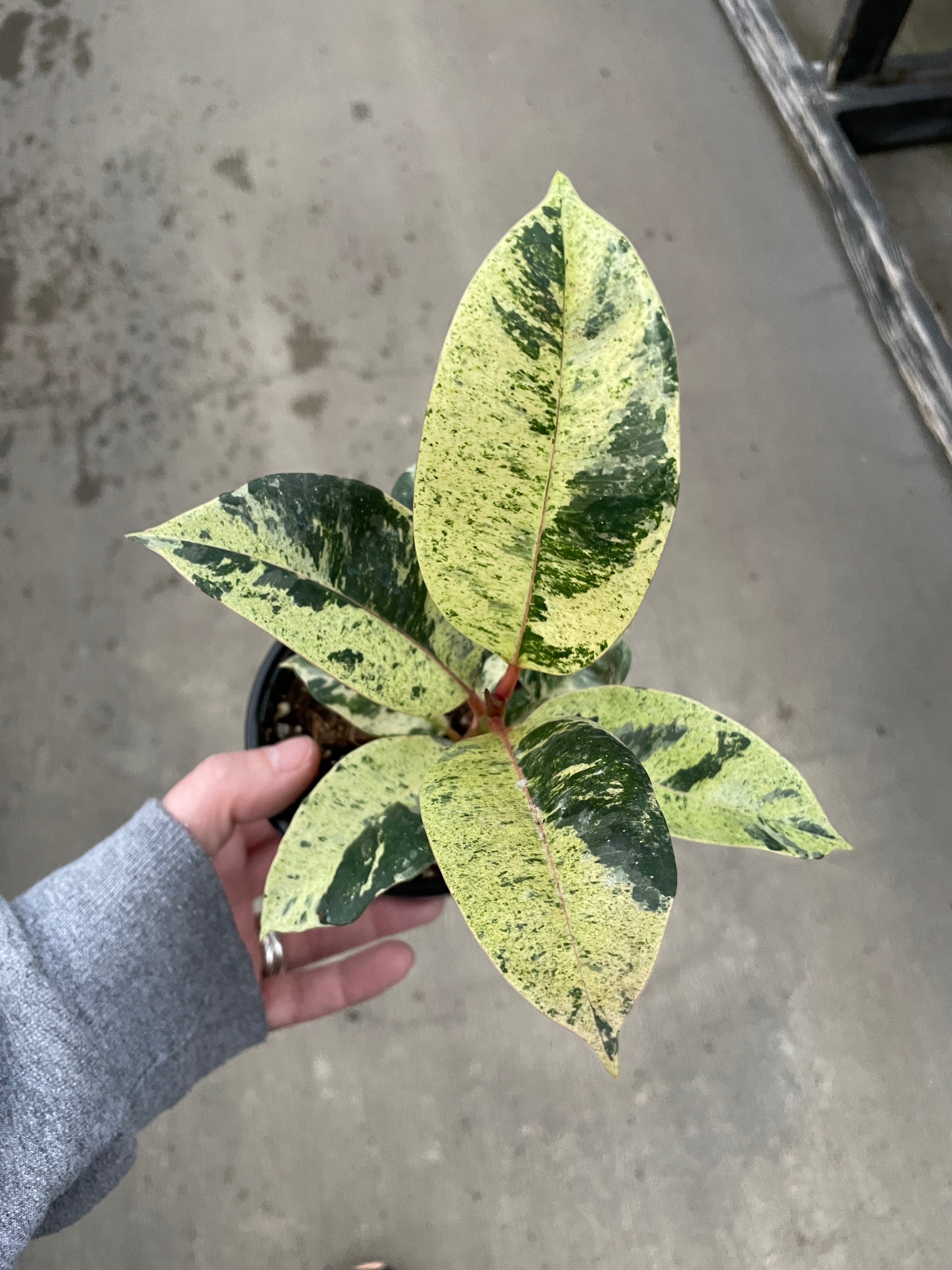 shivereana rubber tree Ficus elastica 'Shivereana' 4in