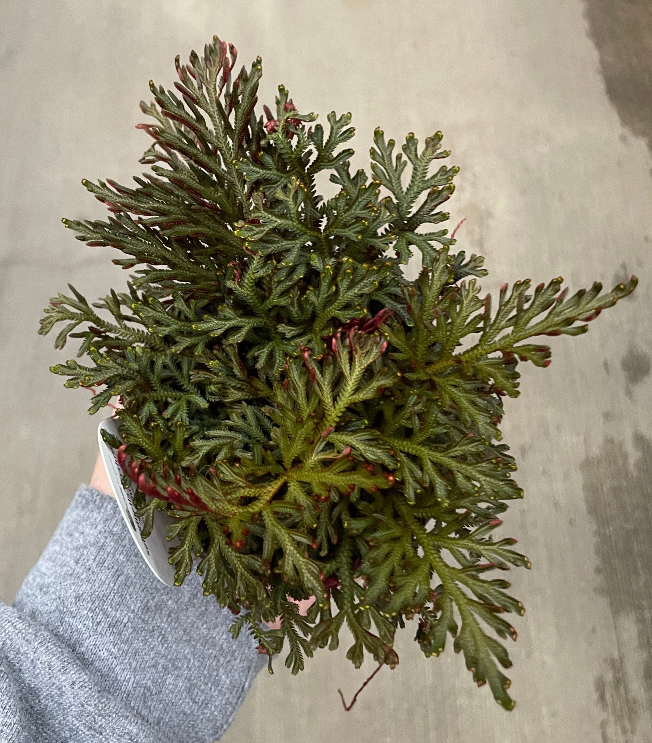 Selaginella, Sanguinea