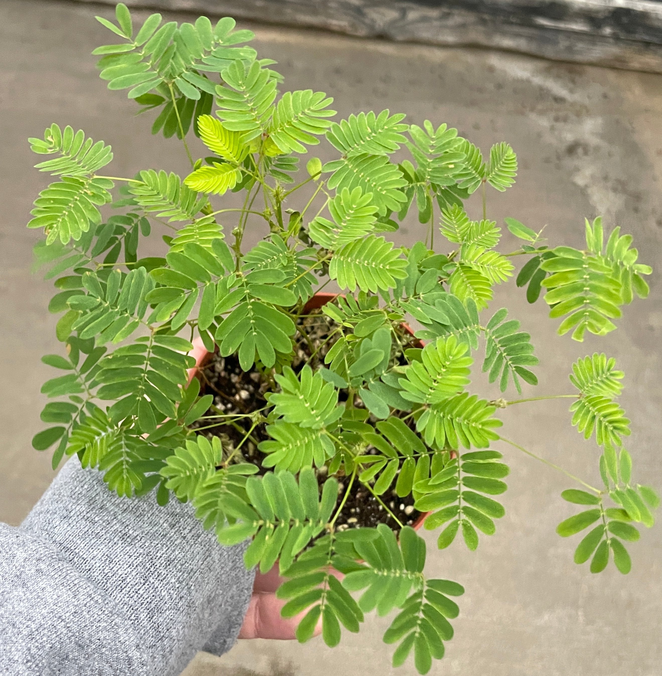 Sensitive Plant