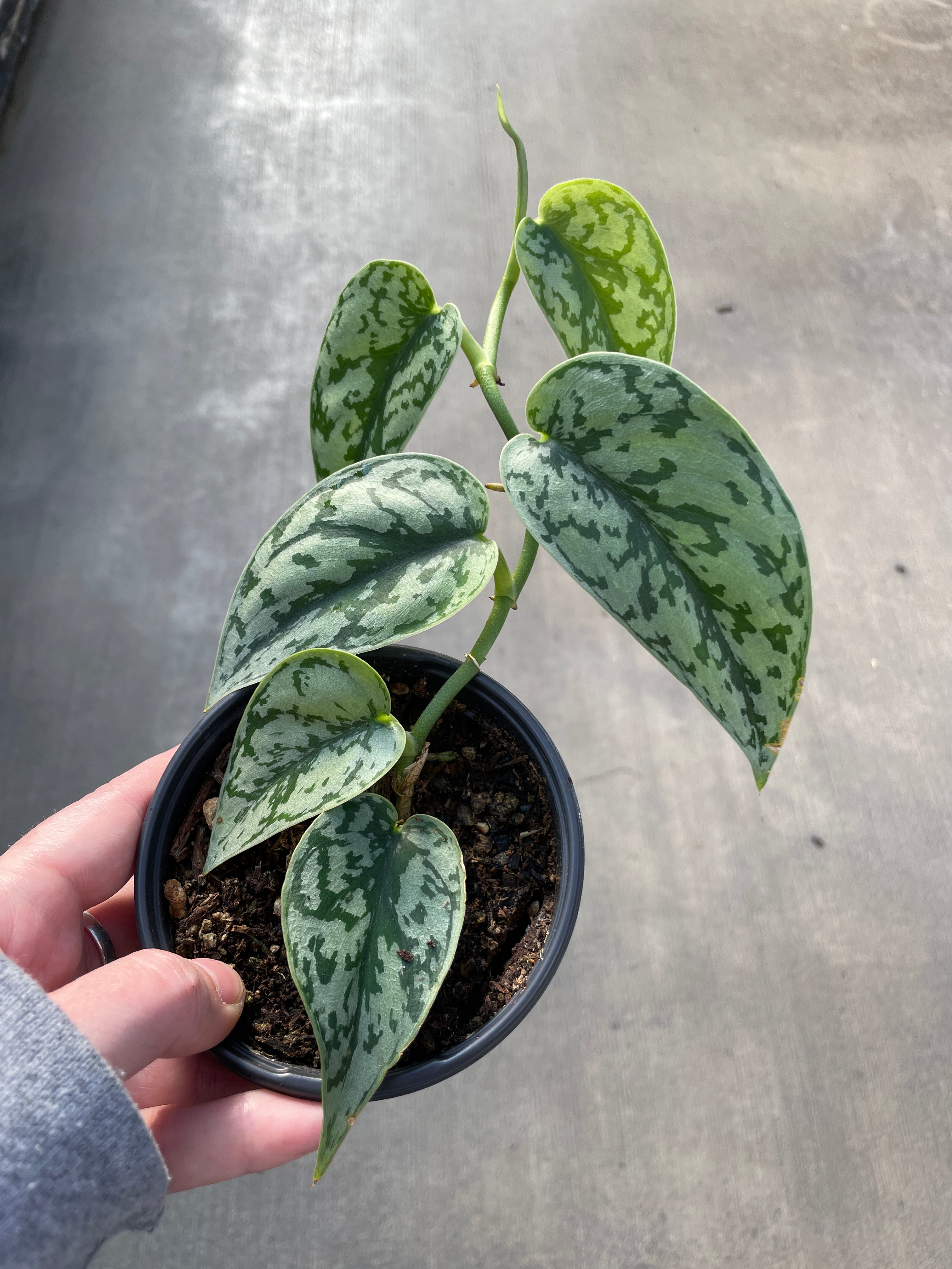 pothos jade satin Pothos, Jade Satin