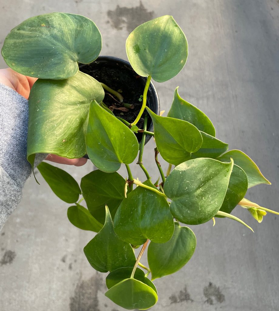 buy heart shaped philodendron Heart Leaf Philodendron 4in