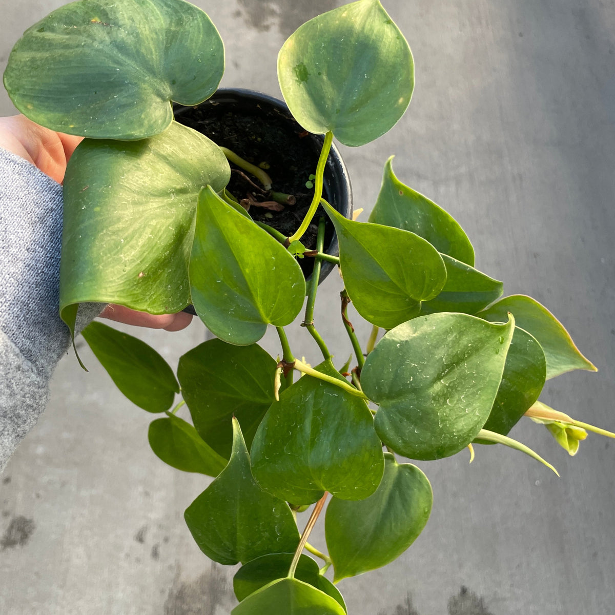 buy heartleaf philodendron Heart Leaf Philodendron 4in