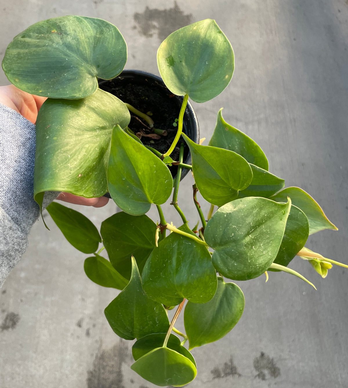Heart Leaf Philodendron 4in
