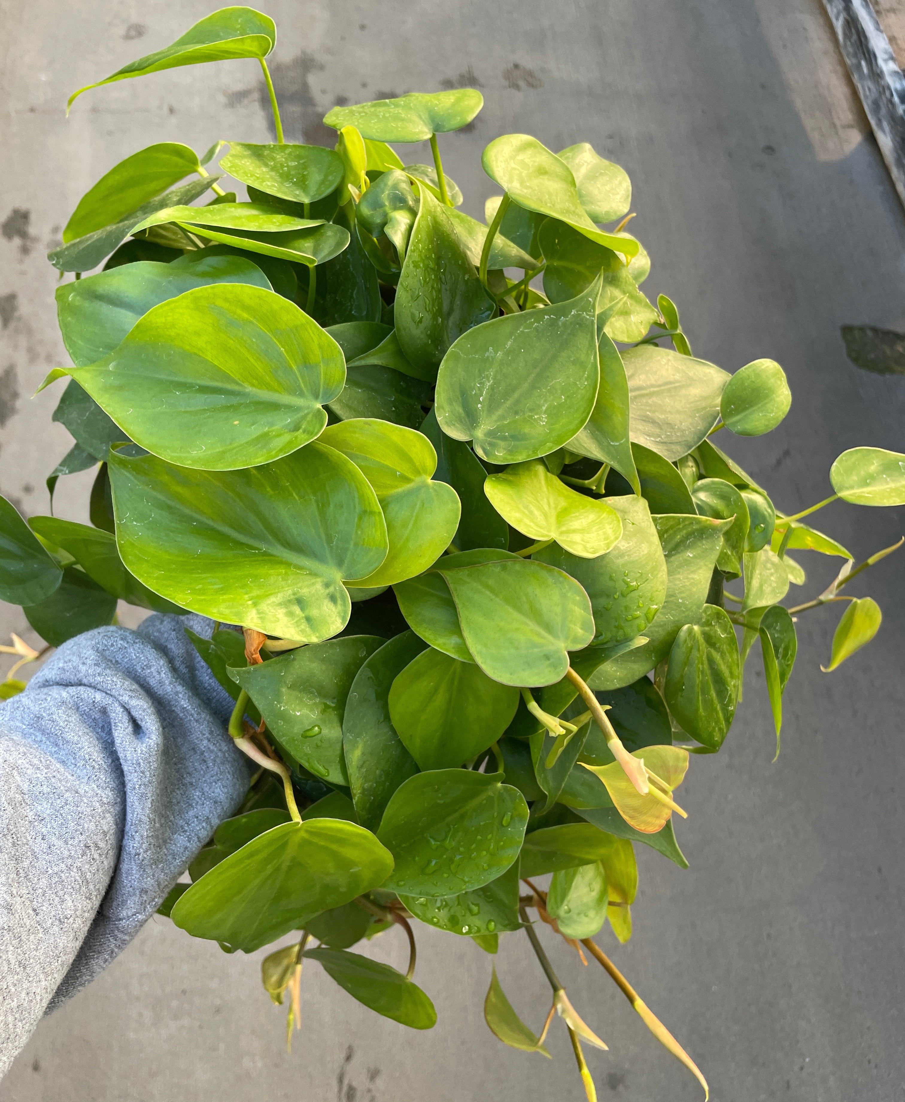 heartleaf philodendron invasive Heart Leaf Philodendron 4in