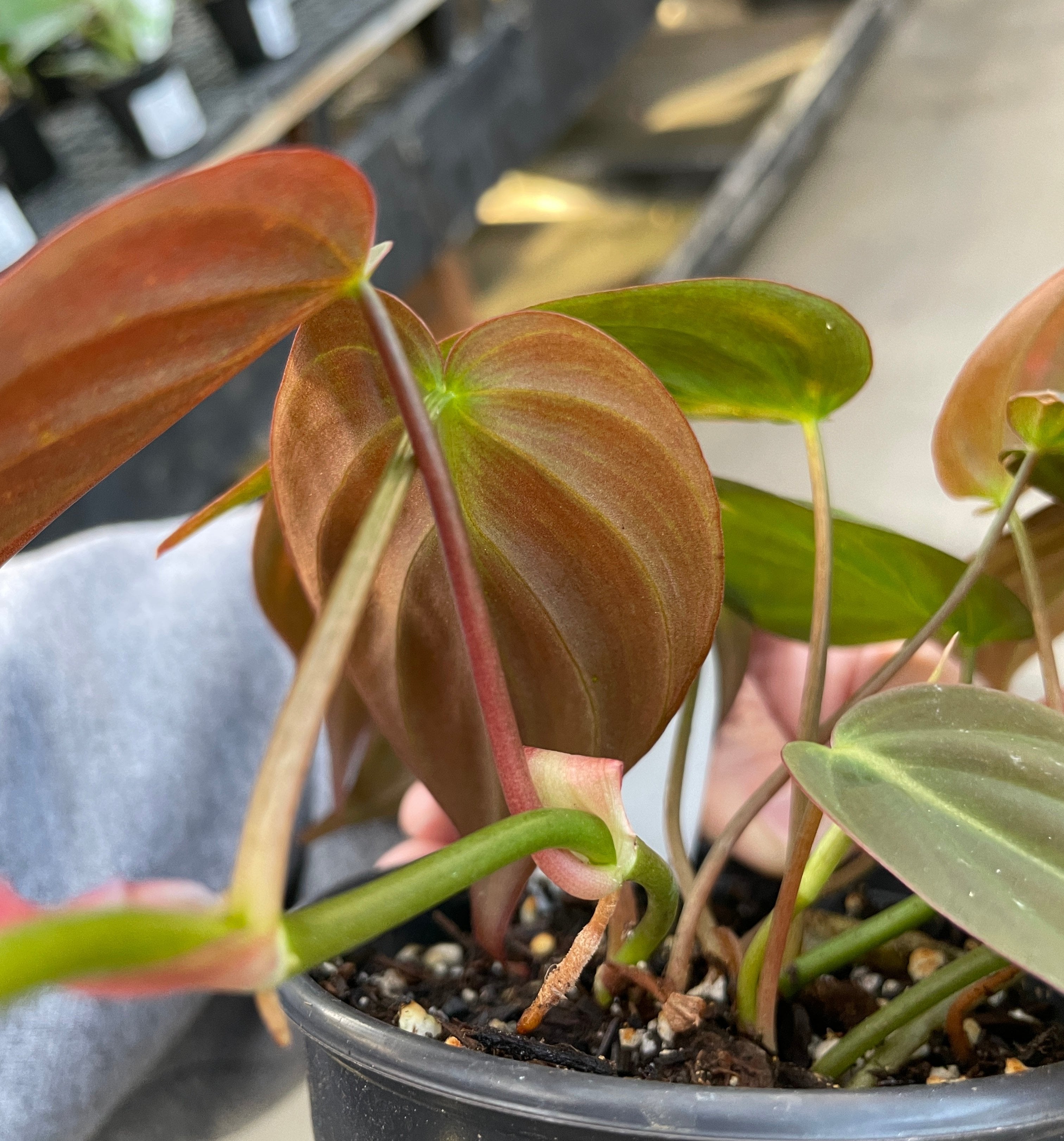 philodendron micans red Philodendron, Mican — Ritters Garden and Gift