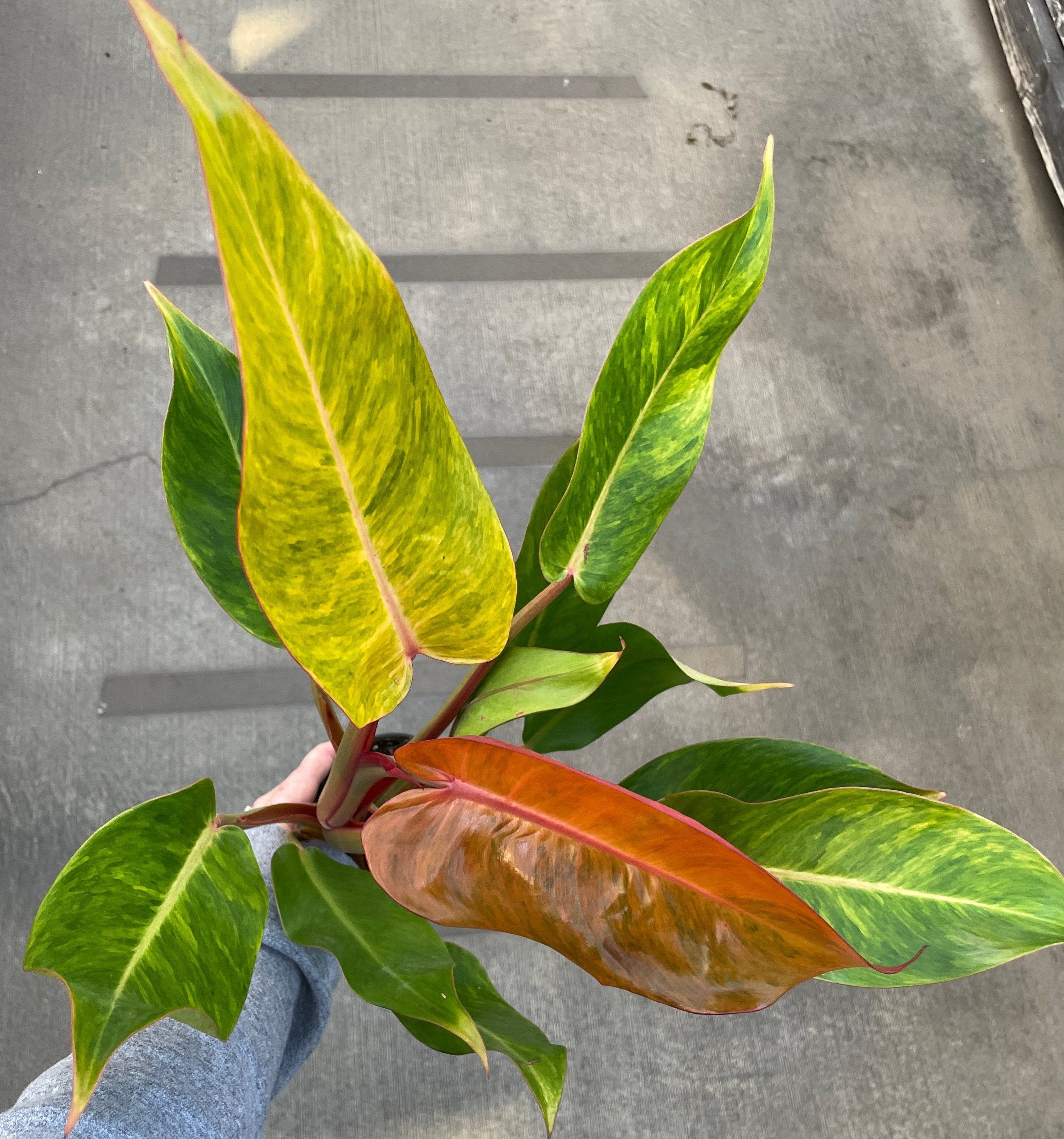 philodendron plant perk Philodendron, Prince of Orange — Ritters Garden and Gift