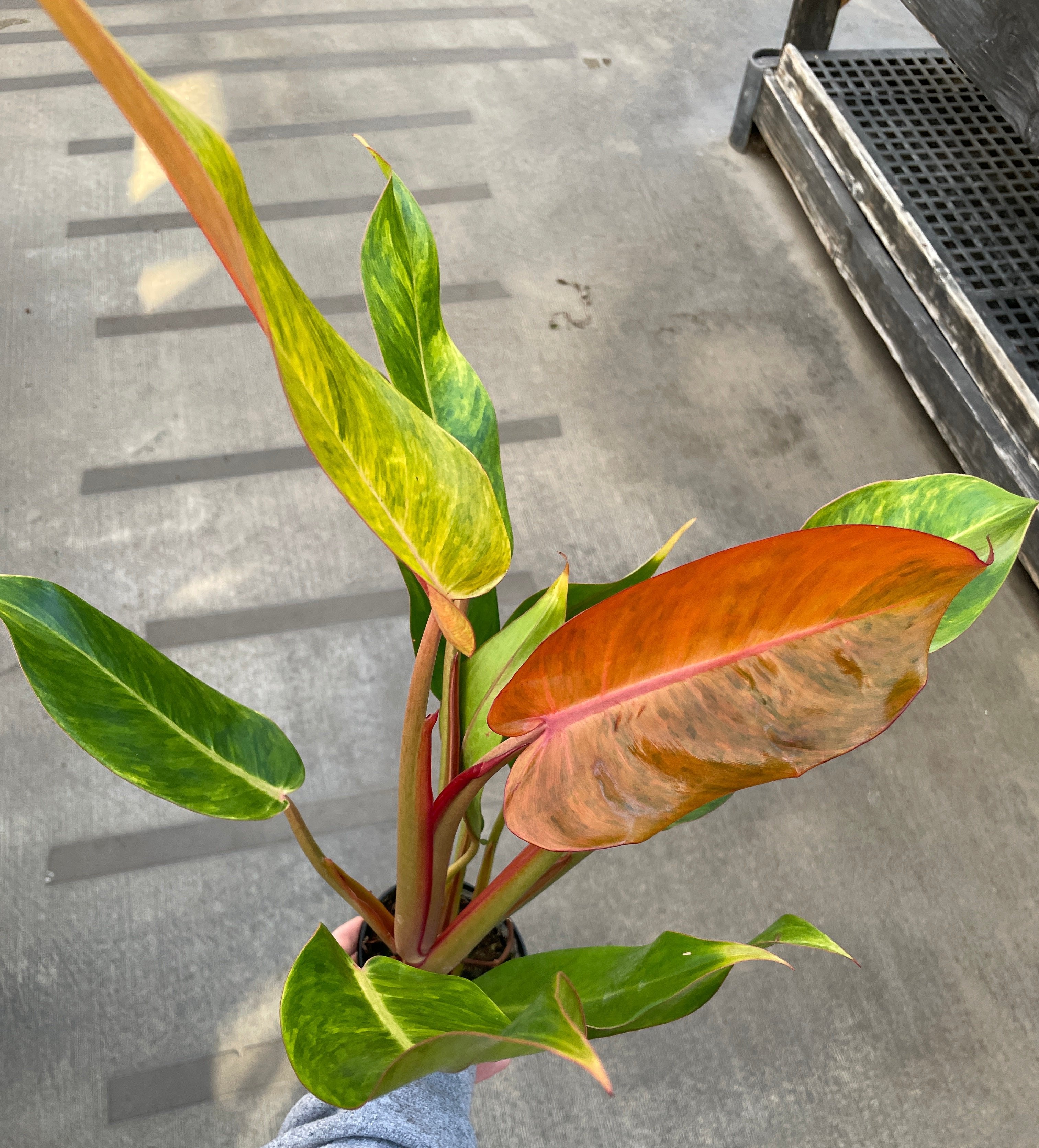 orange congo philodendron Philodendron, Prince of Orange — Ritters Garden and Gift