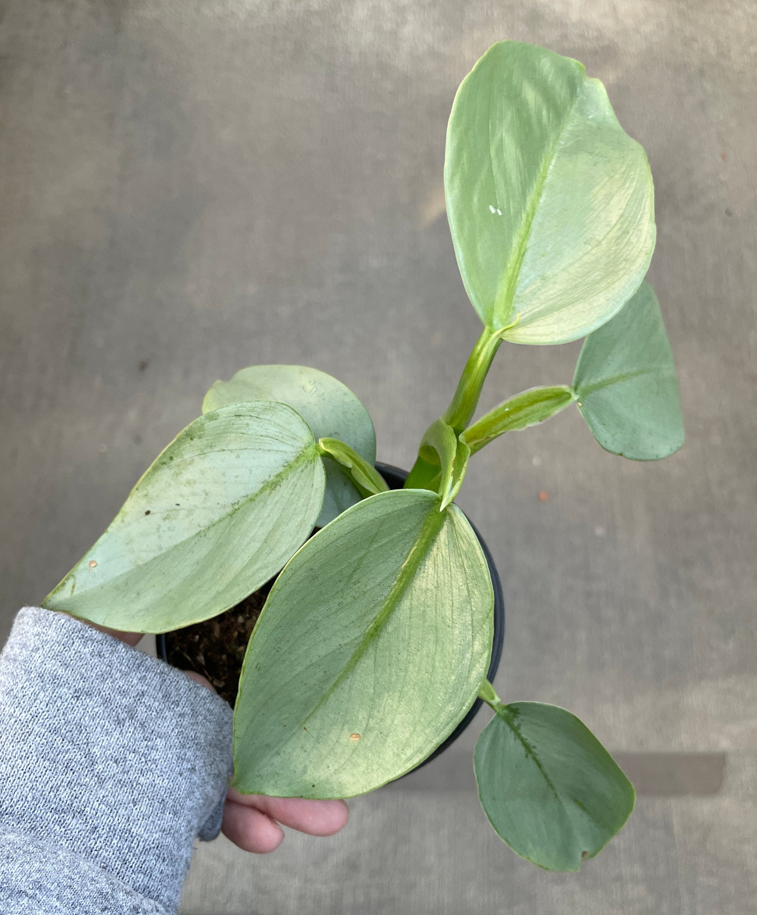 philodendron silversword Rare Silver Sword Philodendron Hastatum
