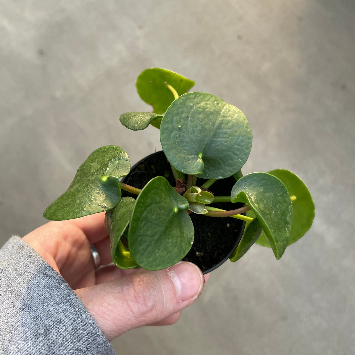 small leaves money plant Pilea 