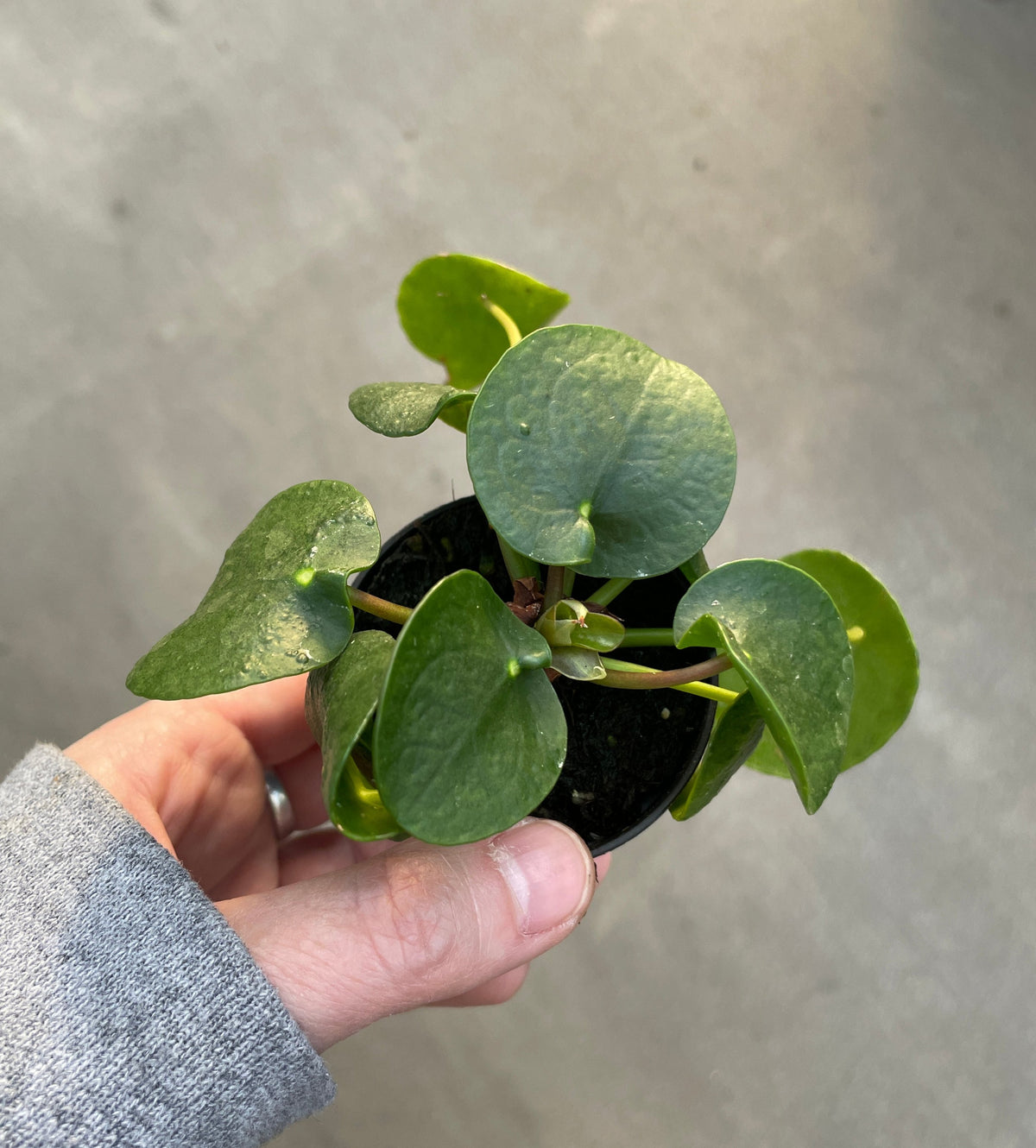 chinese money plant gift Pilea "Chinese Money Plant" — Ritters Garden and Gift
