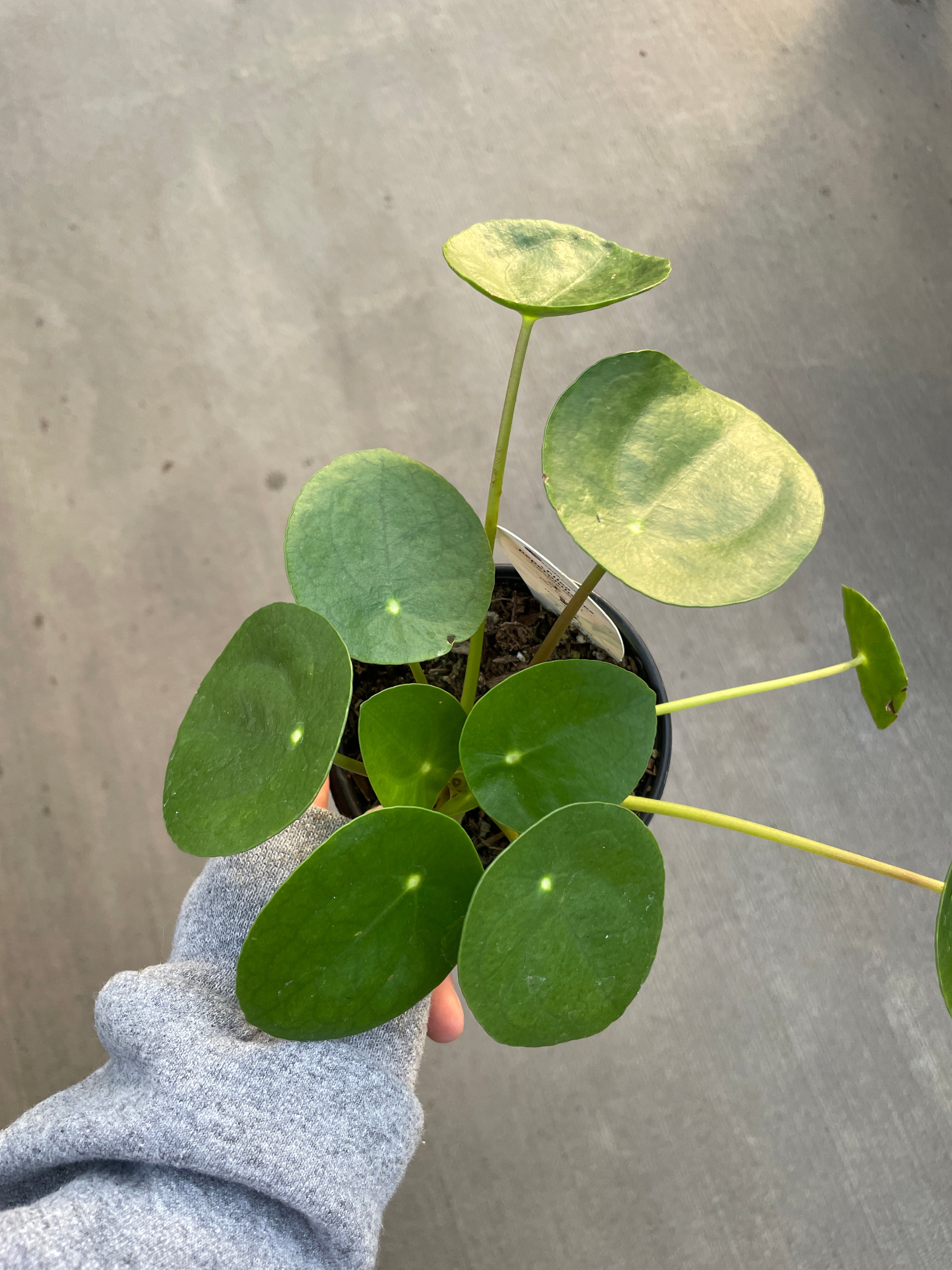 yellow leaves chinese money plant Pilea "Chinese Money Plant" — Ritters Garden and Gift