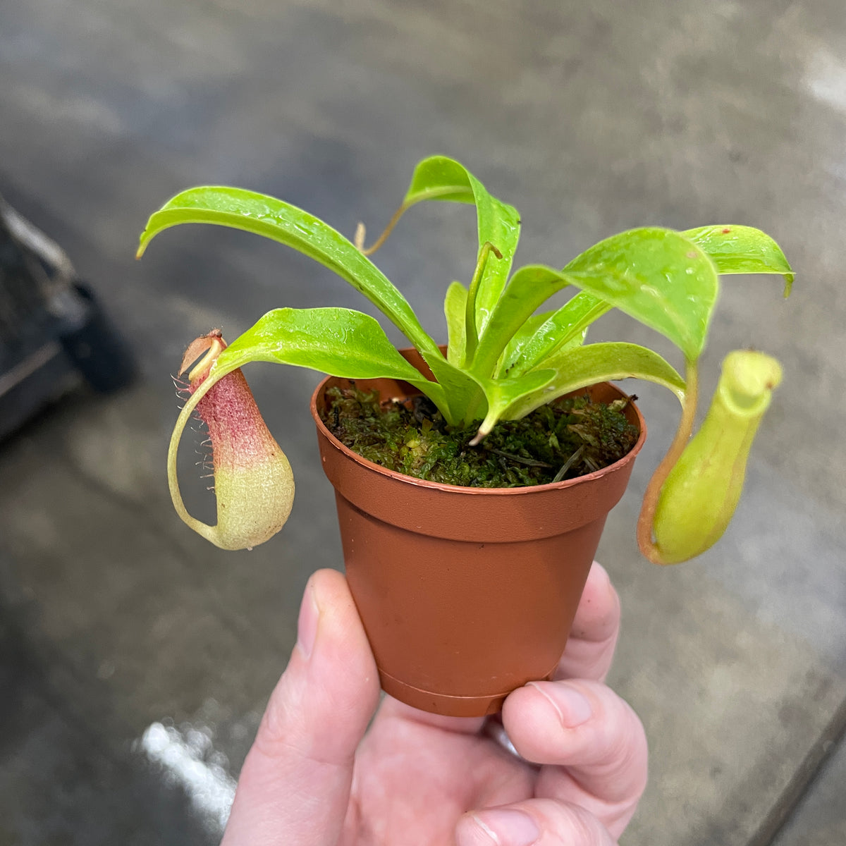 Pitcher Plant — Ritters Garden and Gift