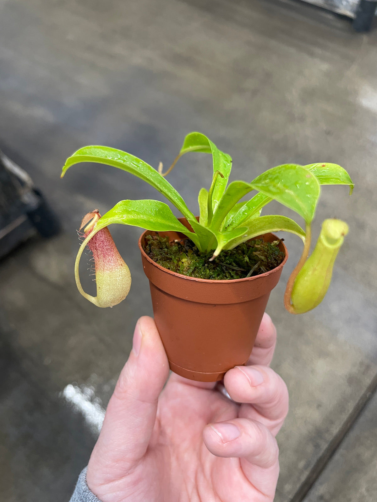 best pitcher plant for indoors Pitcher Plant — Ritters Garden and Gift