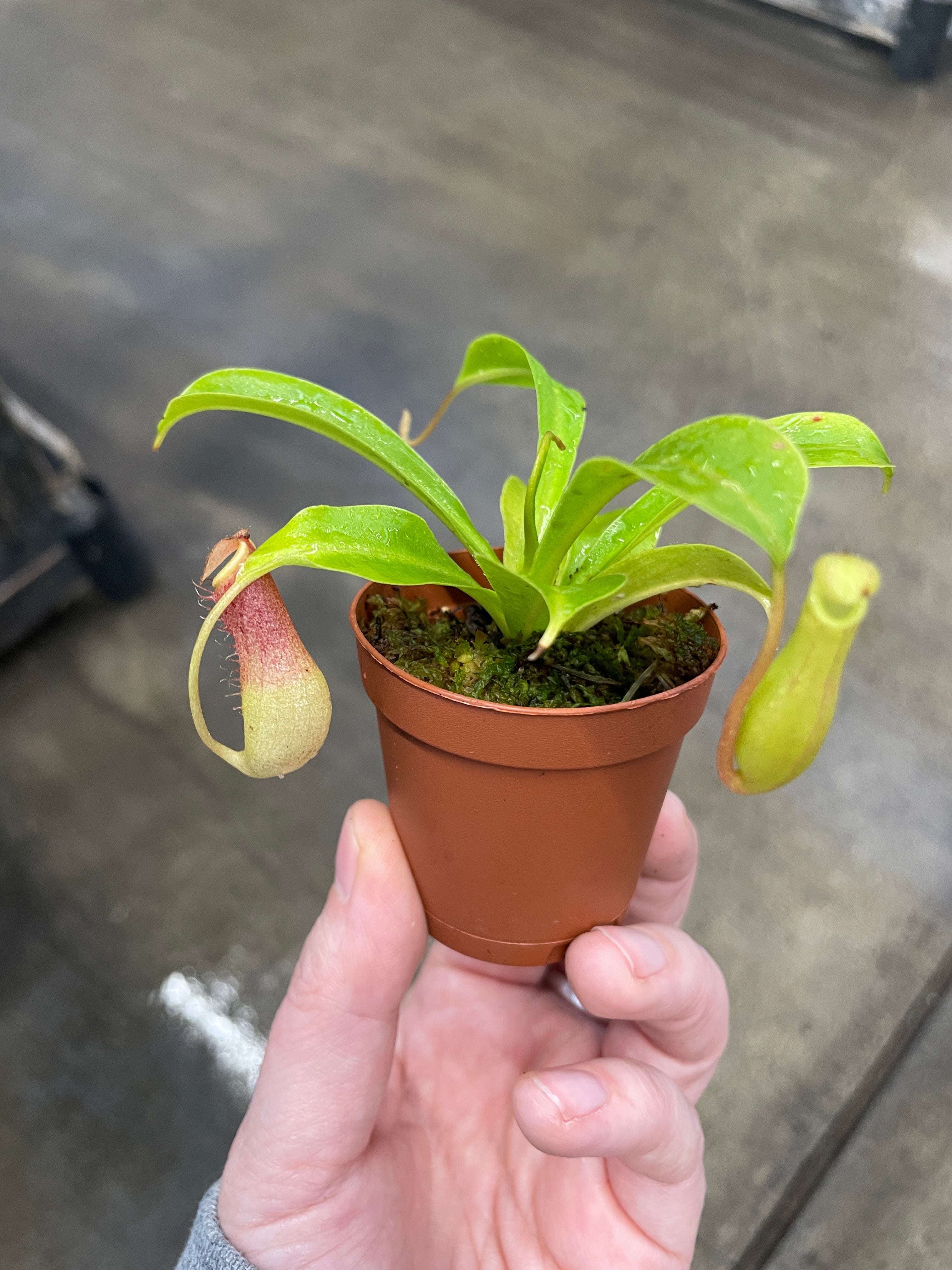 pot for pitcher plant Pitcher Plant — Ritters Garden and Gift