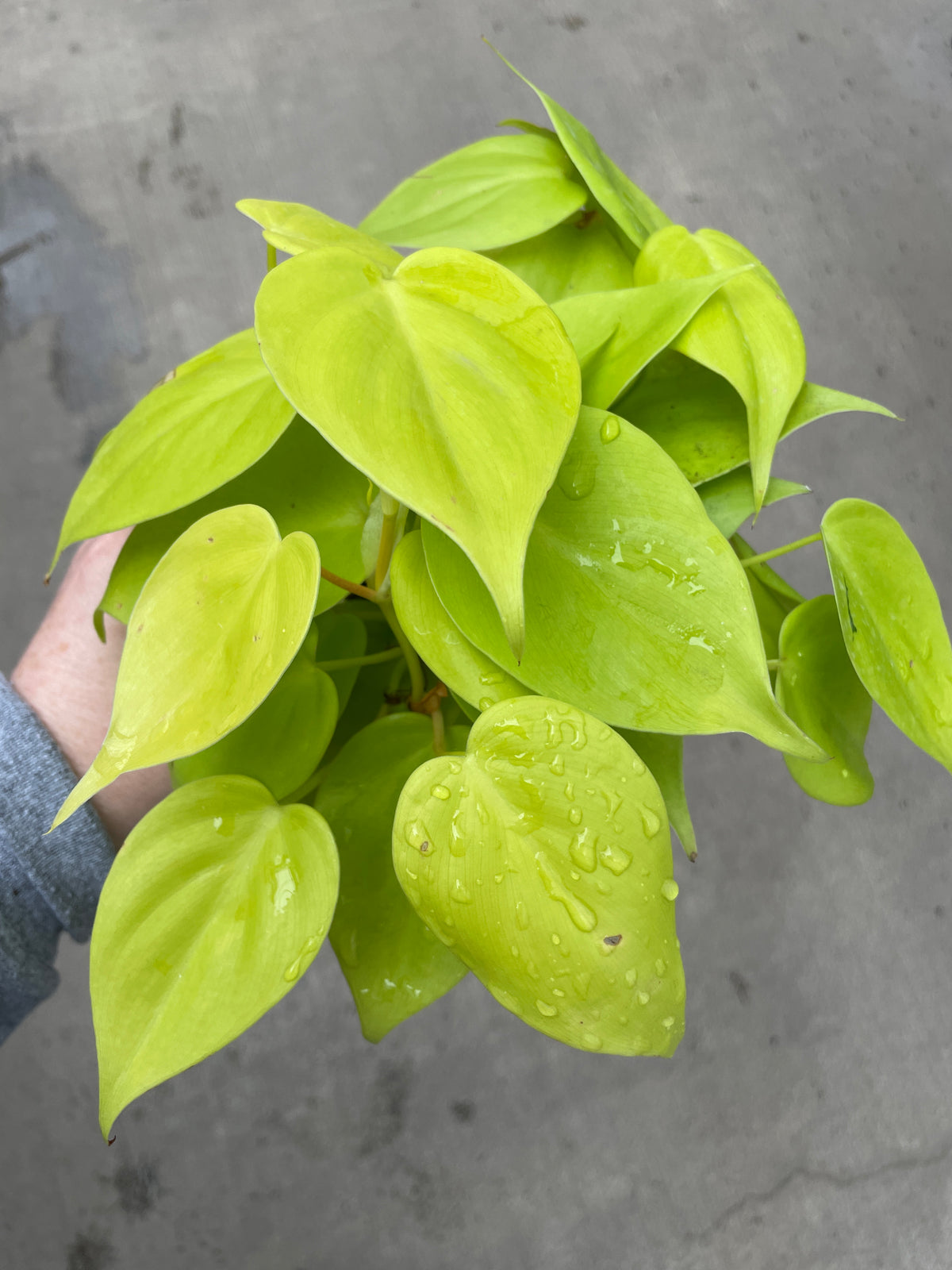 philodendron hederaceum scientific name Philodendron, Aureum