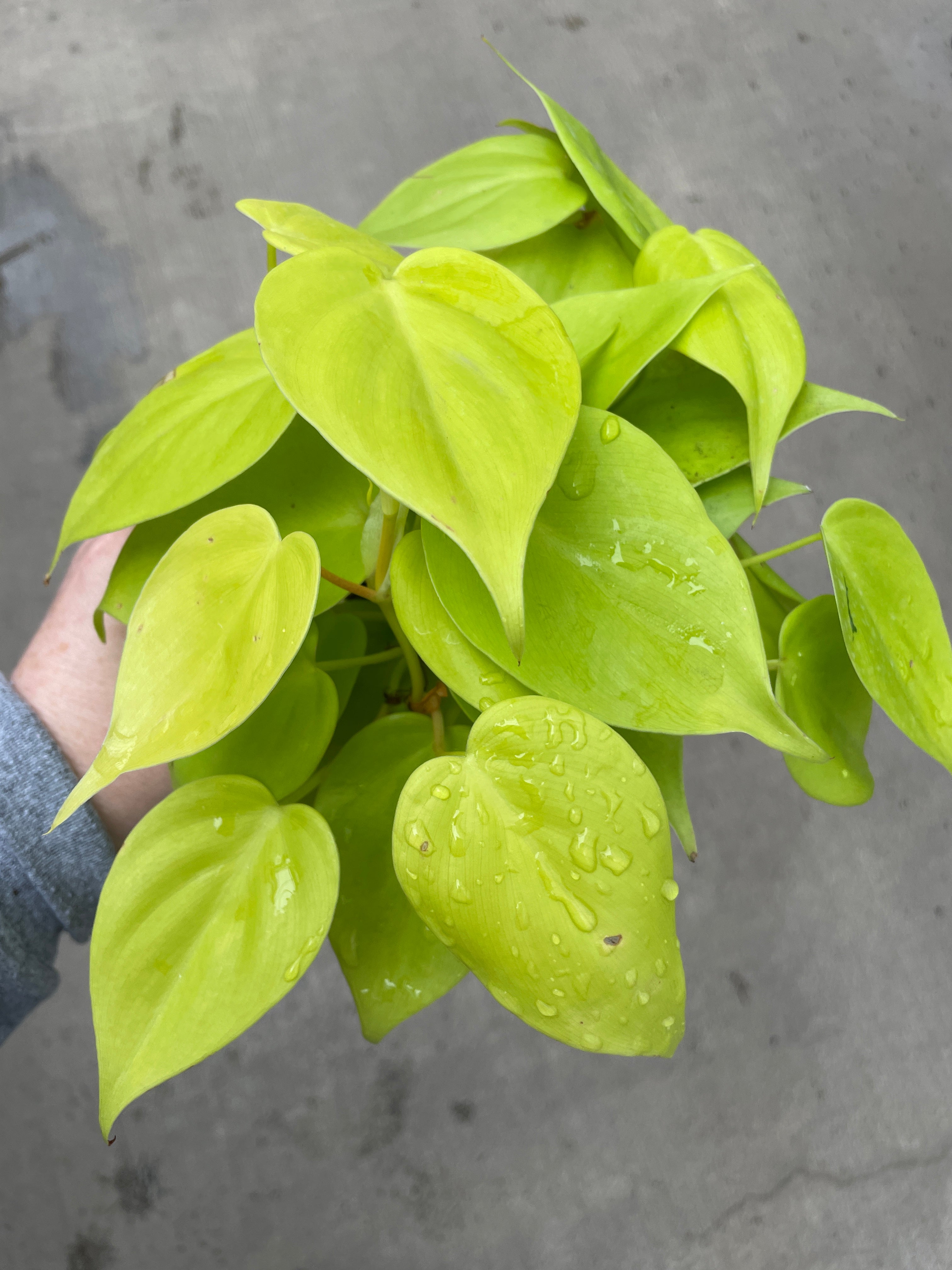 philodendron aureum Philodendron HEDERACEUM Lemon