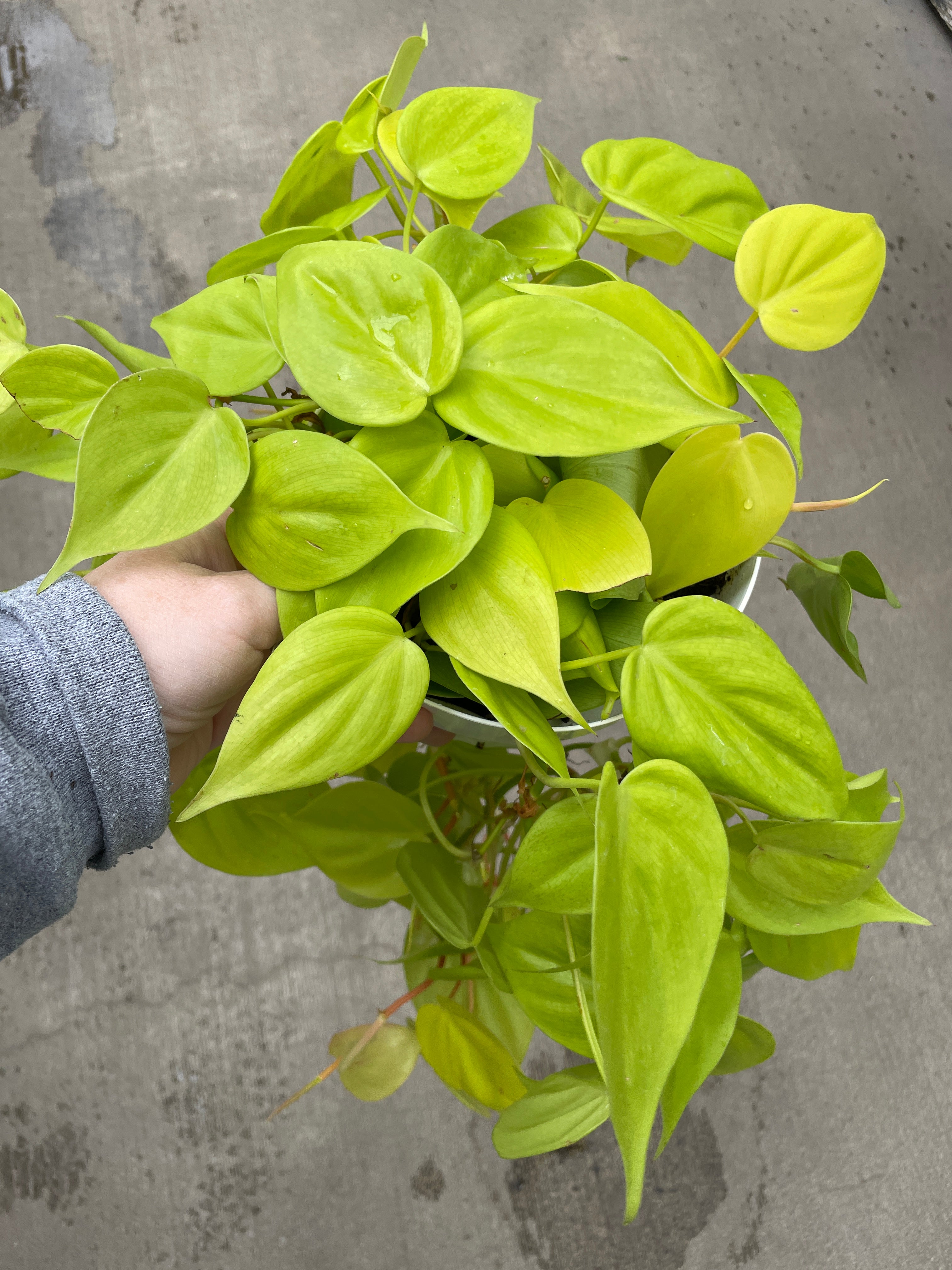philodendron scandens aureum Philodendron, Aureum