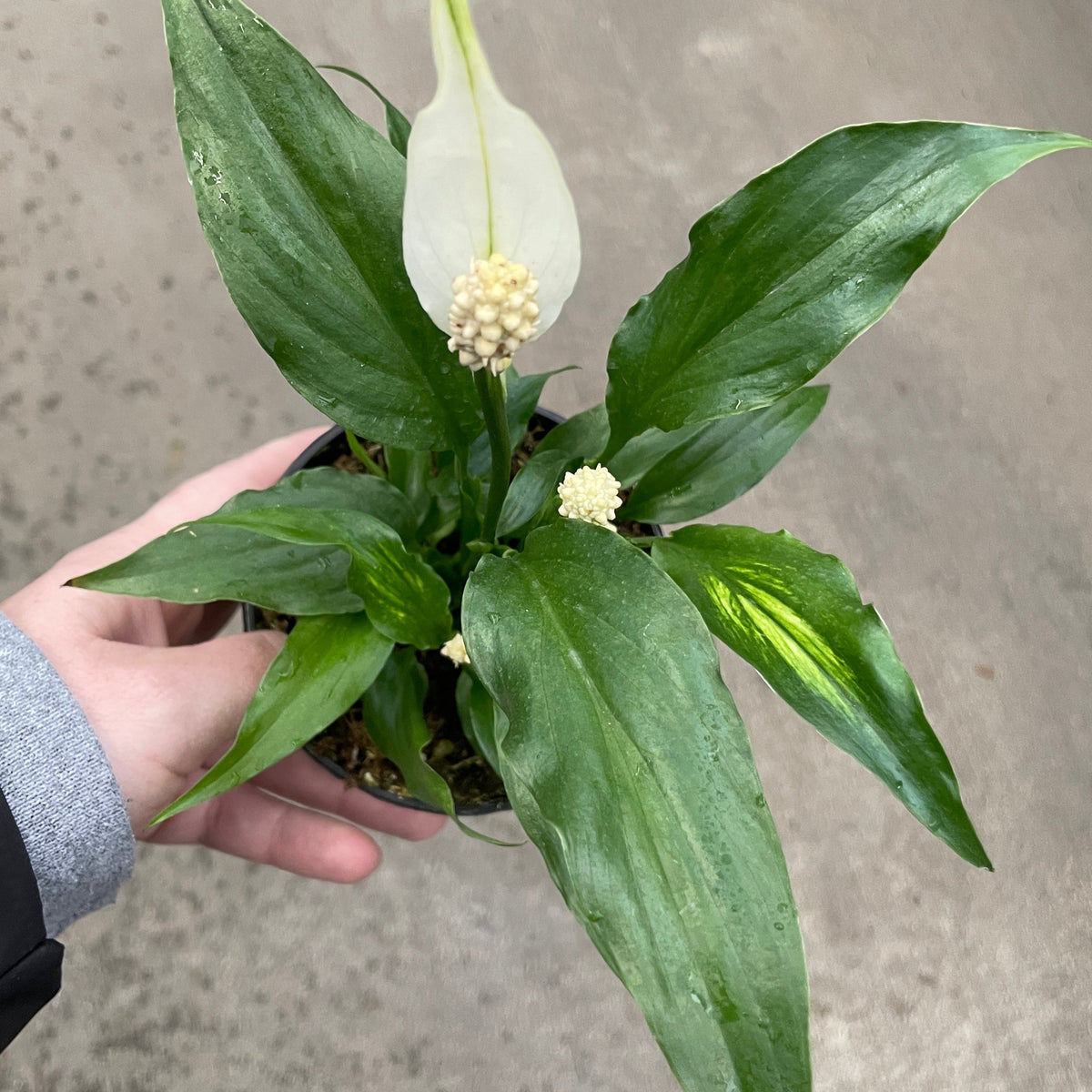Peace Lily — Ritters Garden and Gift
