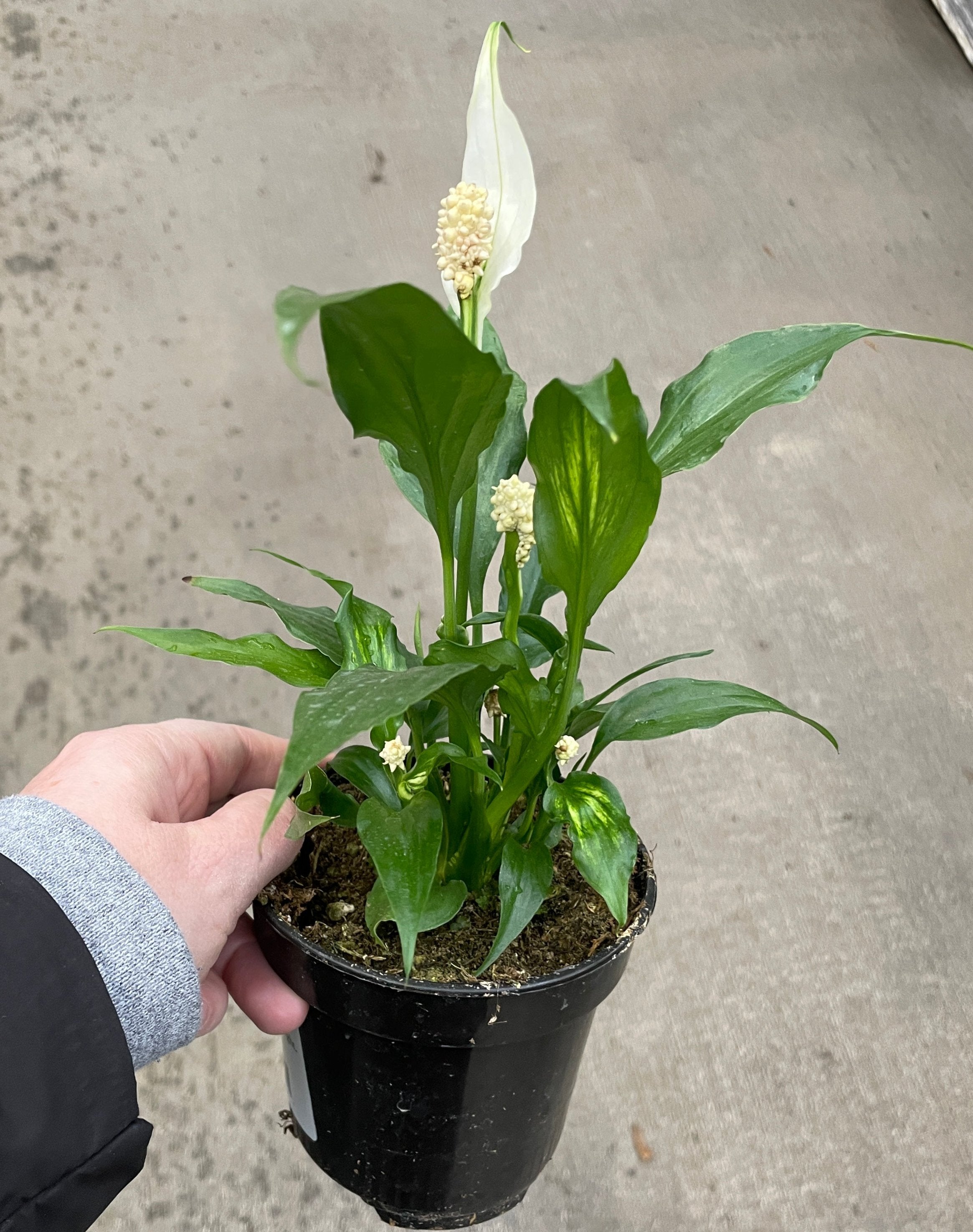 species of peace lily Peace Lily