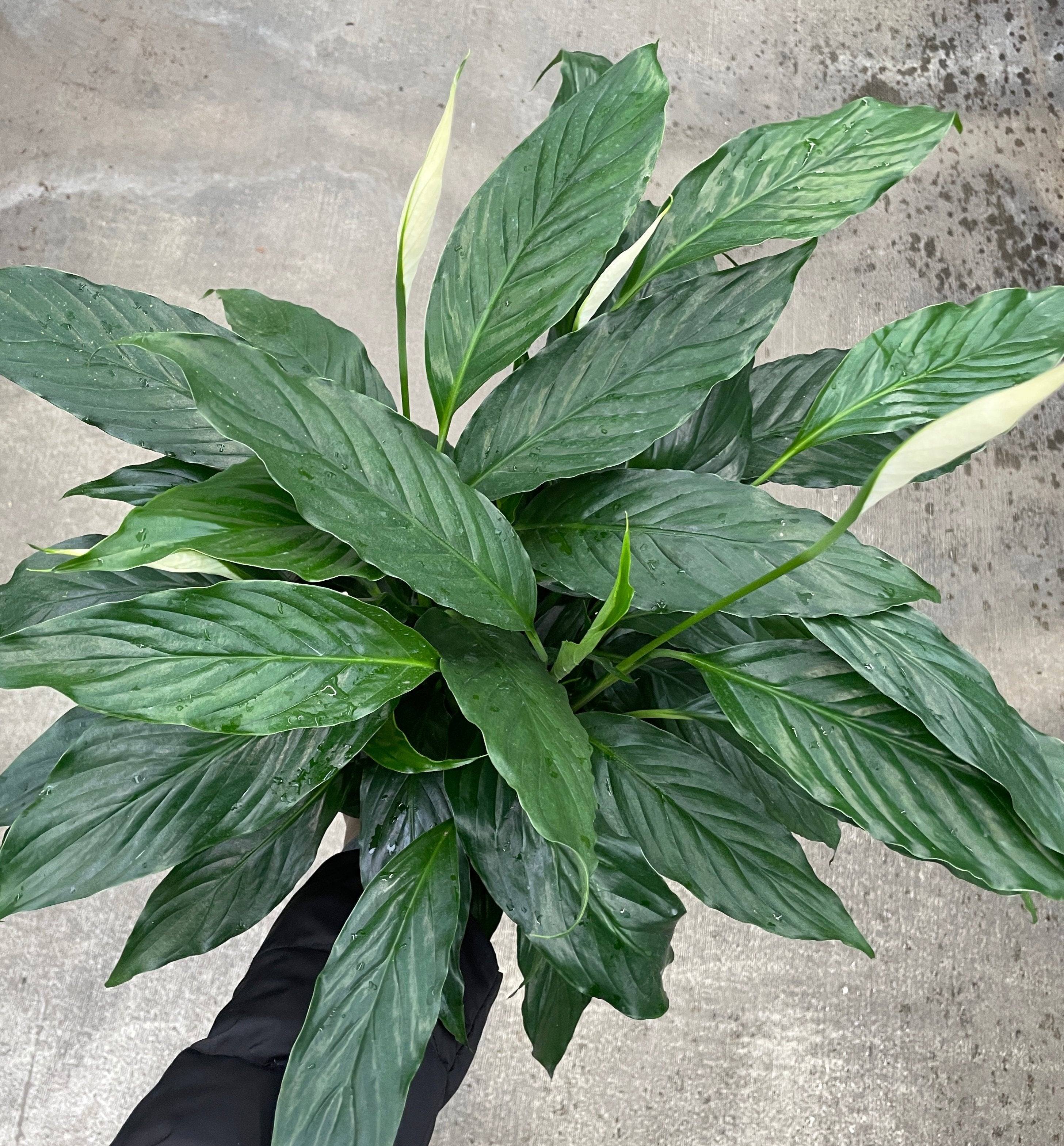 daniel peace lily Spathiphyllum 6in Peace Lily