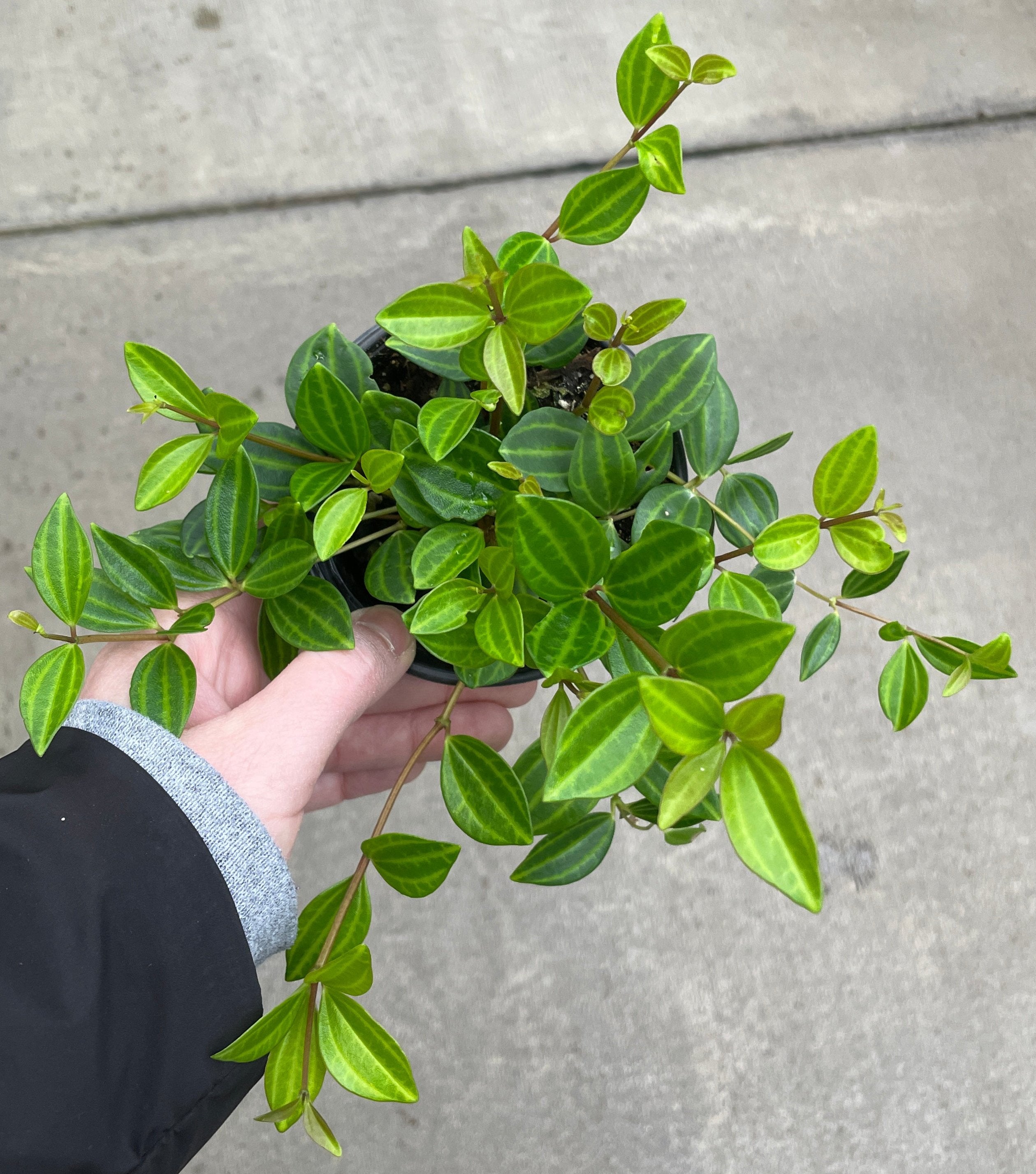 Peperomia, Beetle