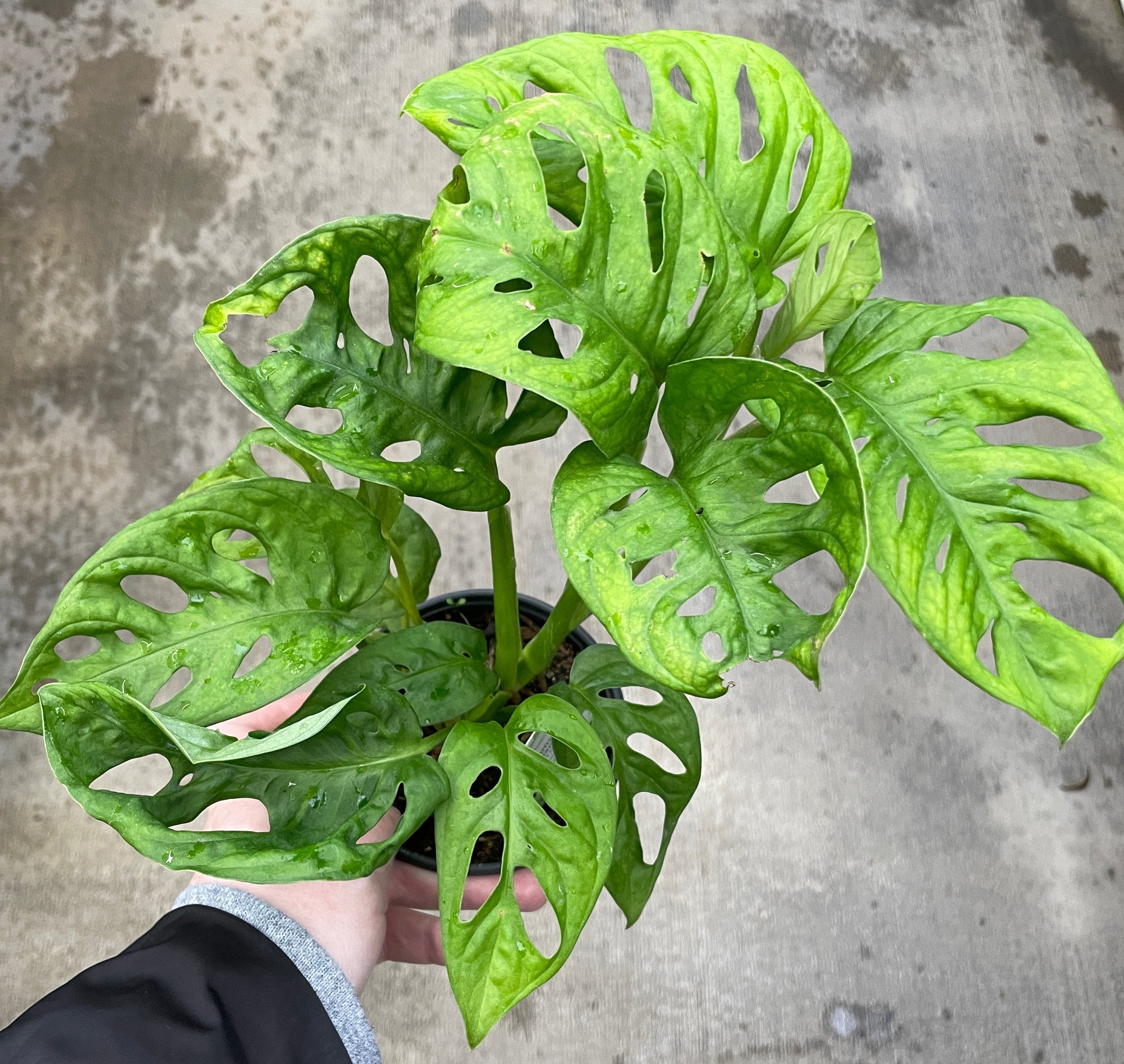 wide leaf monstera adansonii Monstera Adansonii — Ritters Garden and Gift