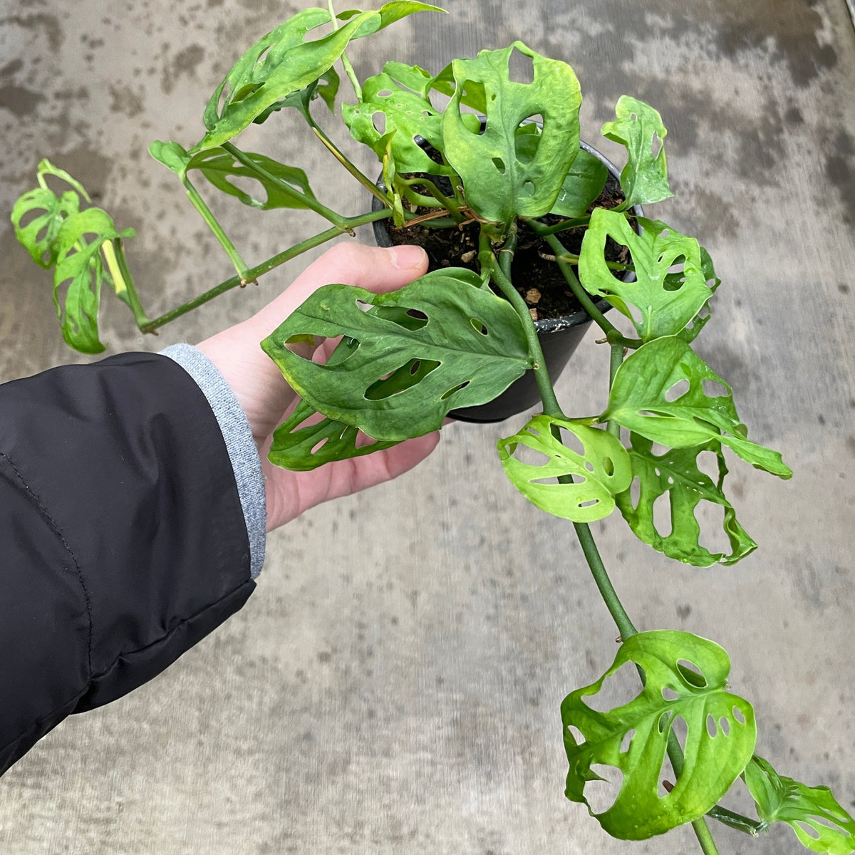 monstera adansonii scientific name Monstera Adansonii — Ritters Garden and Gift
