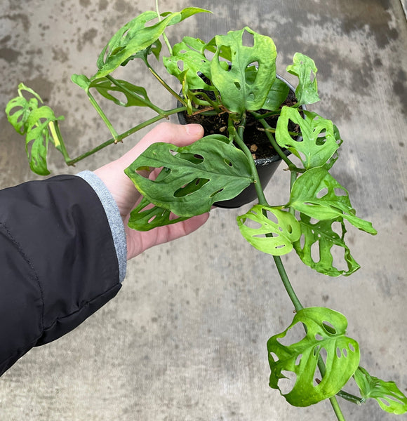 monstera adansonii grande Monstera Adansonii — Ritters Garden and Gift