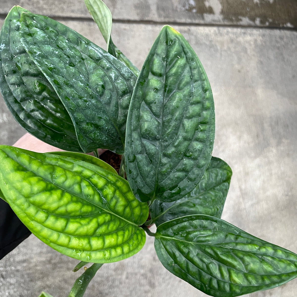 monstera peru large Monstera, Peru — Ritters Garden and Gift