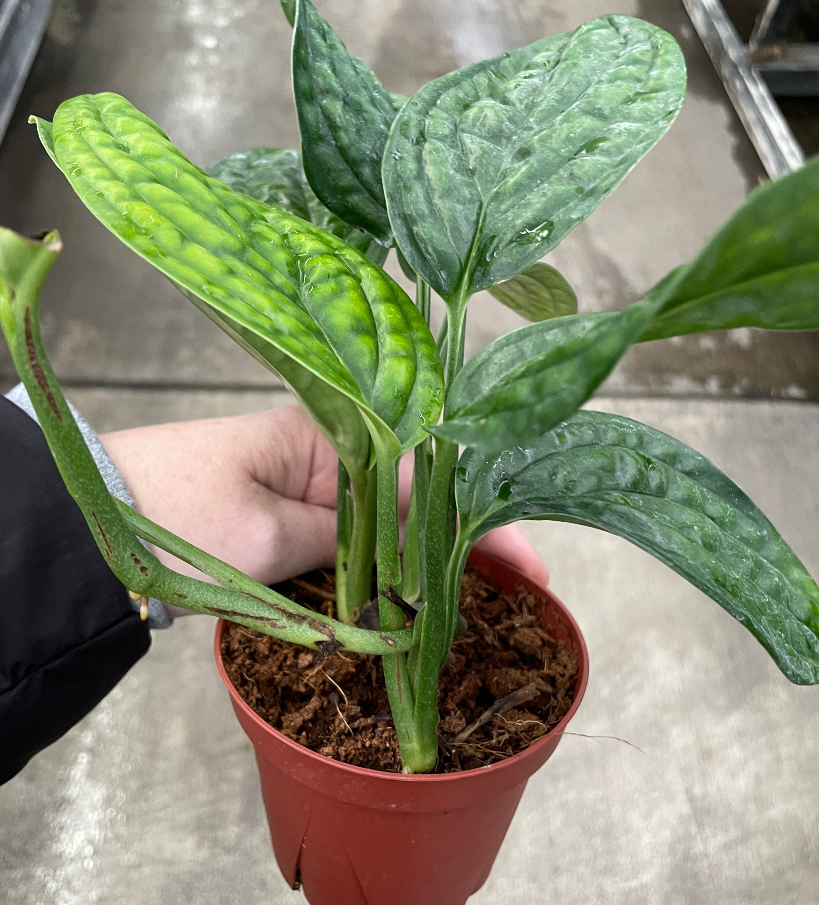 buy monstera peru Monstera, Peru — Ritters Garden and Gift