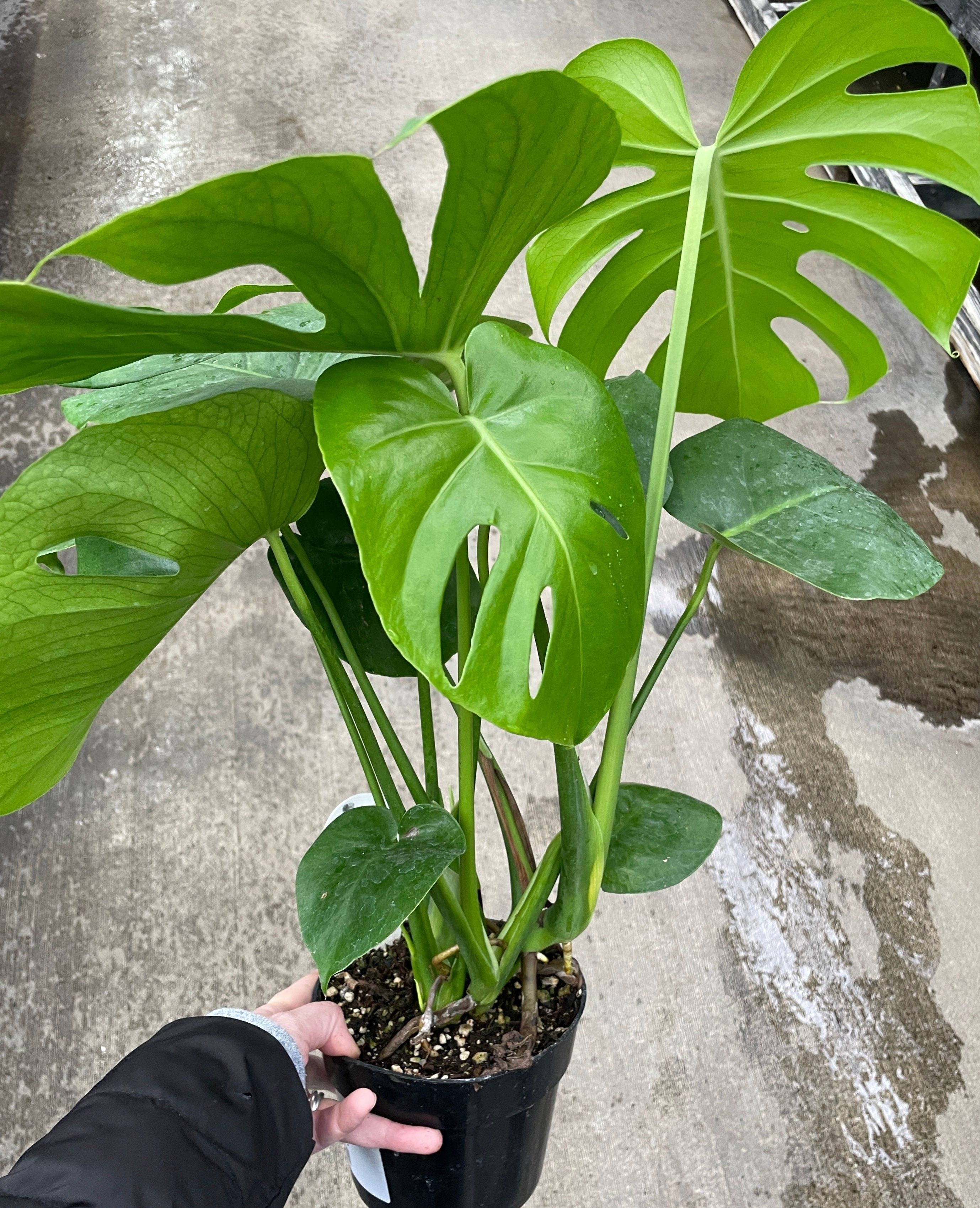 monstera deliciosa for sale near me Monstera Deliciosa — Ritters Garden and Gift