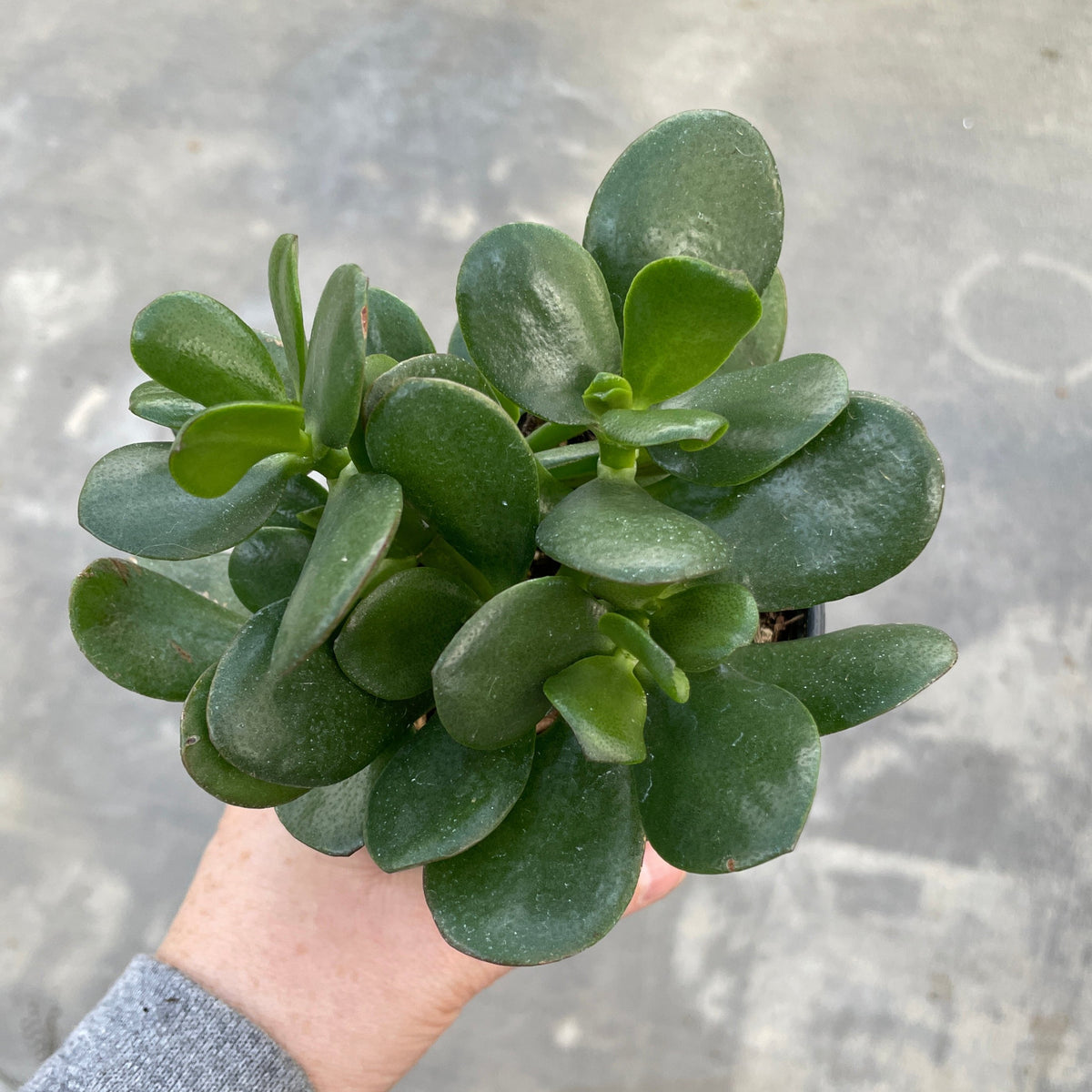 plants that look like jade Jade Plant