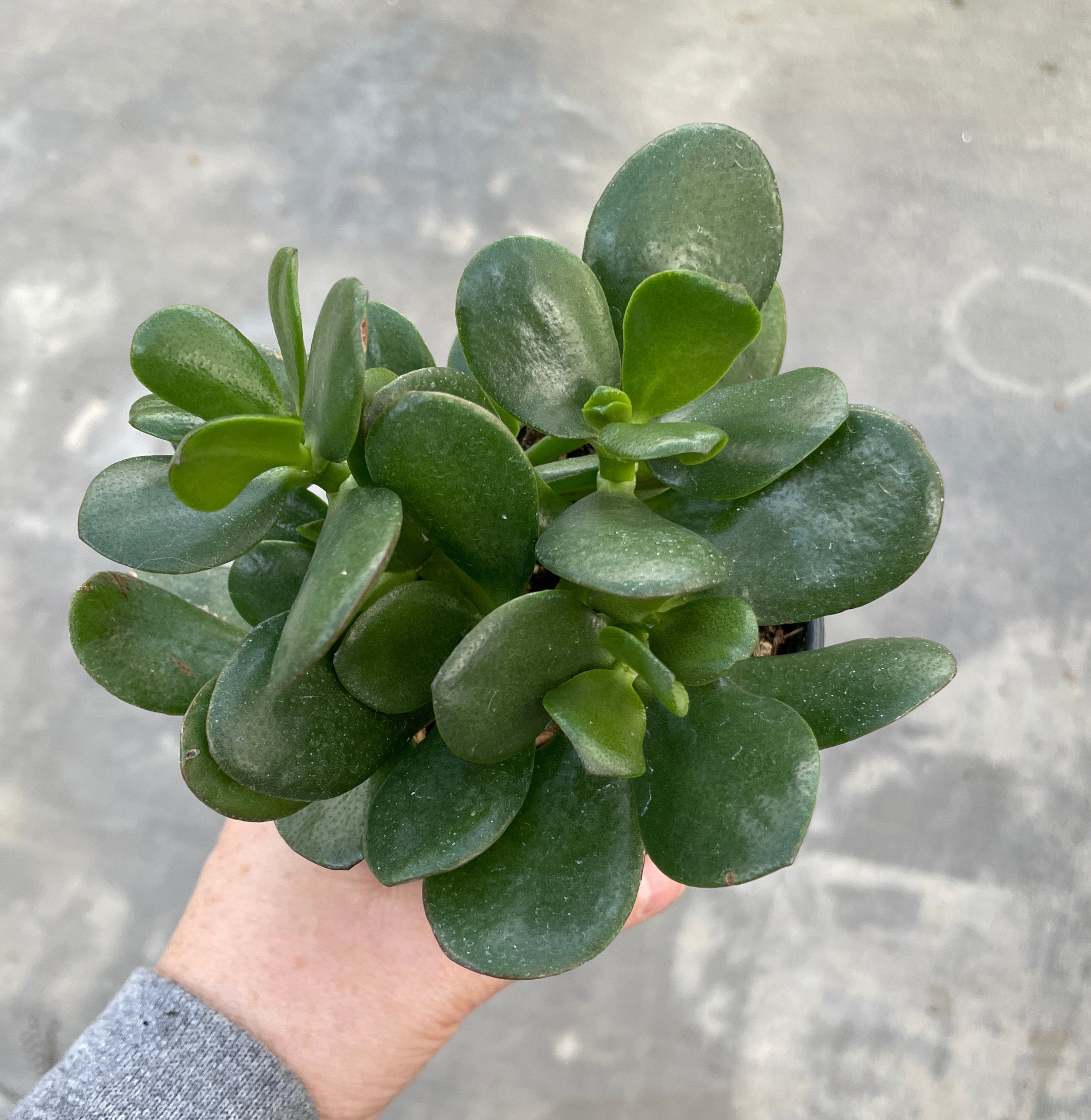 jade plant availability Jade Plant