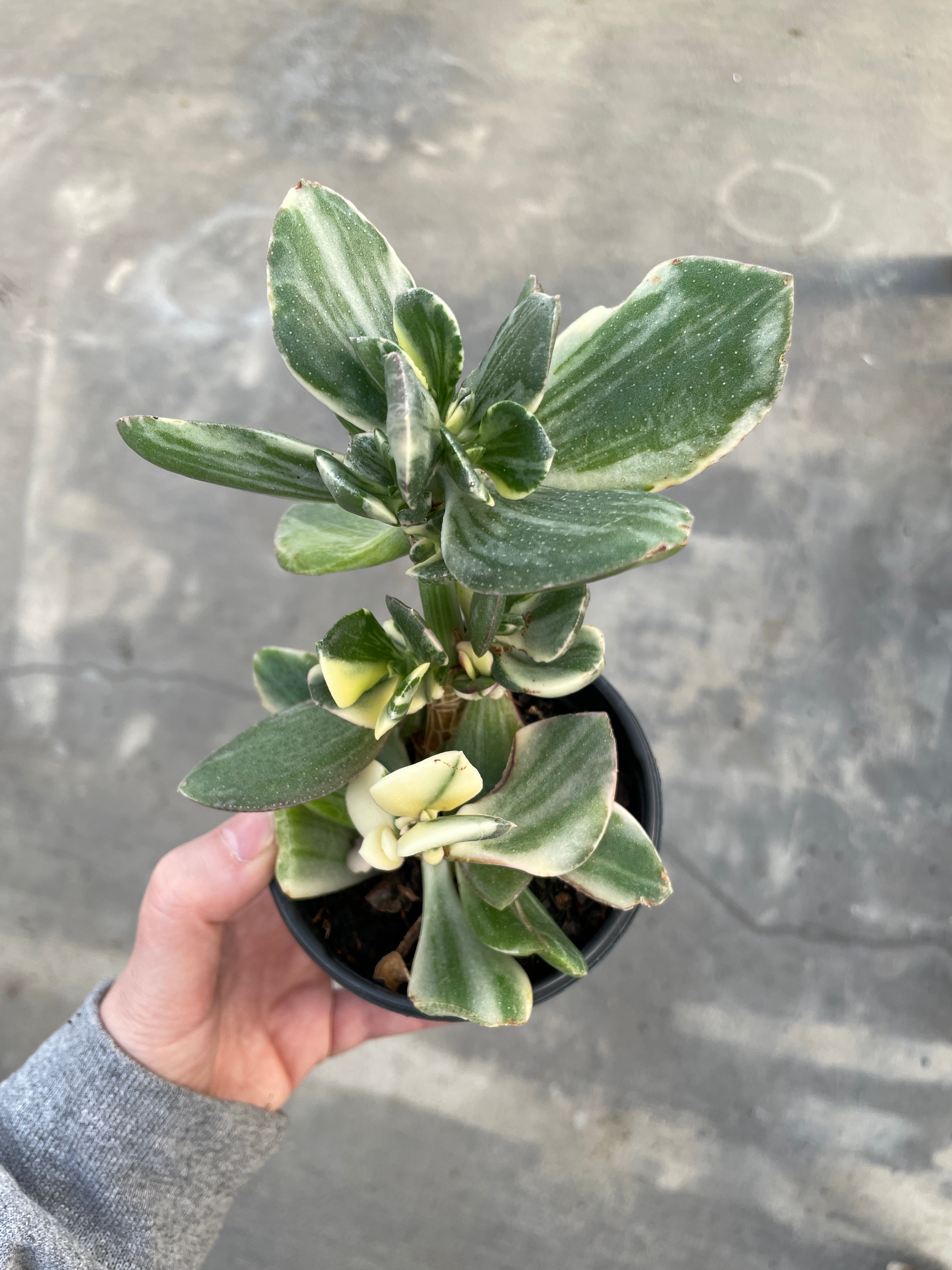 jade plant white leaves Jade Plant — Ritters Garden and Gift