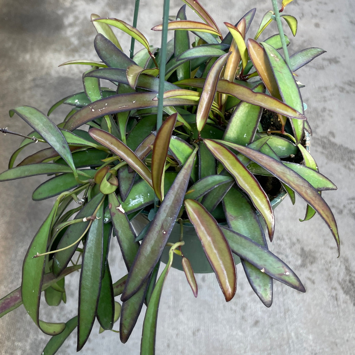 Hoya, Wayetii — Ritters Garden and Gift