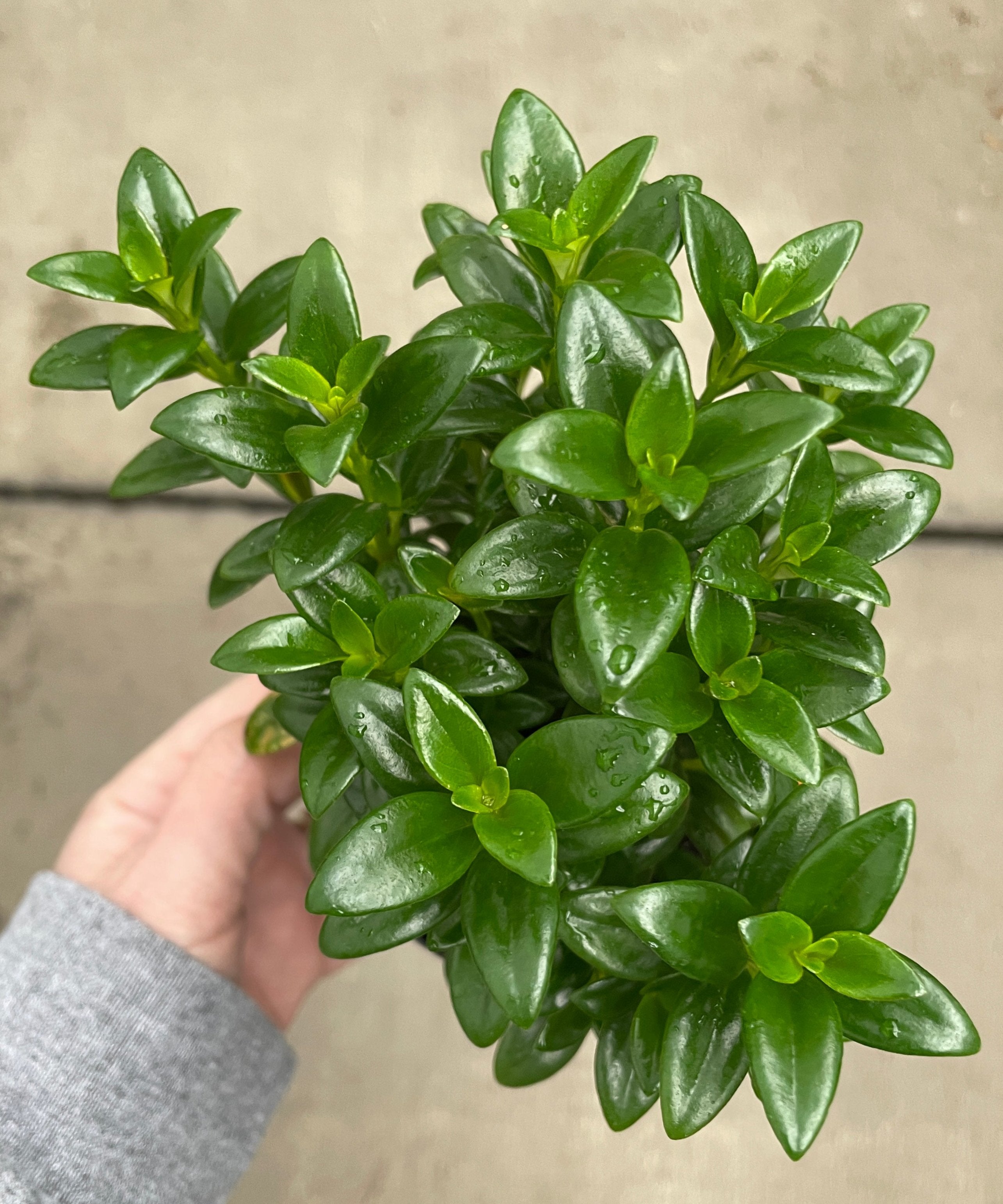 goldfish succulent plant Goldfish Plant