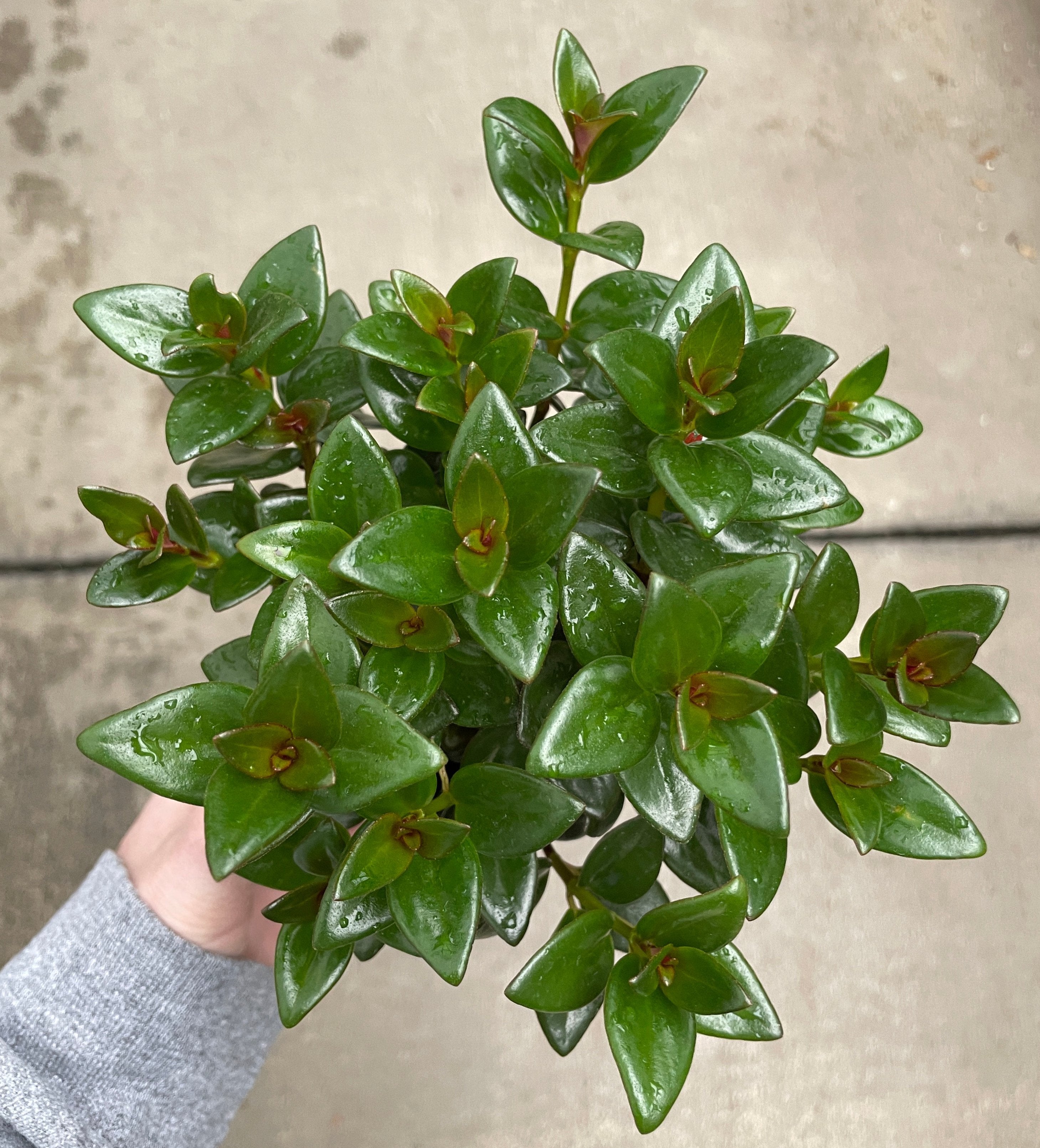 goldfish chlorophytum Goldfish Plant