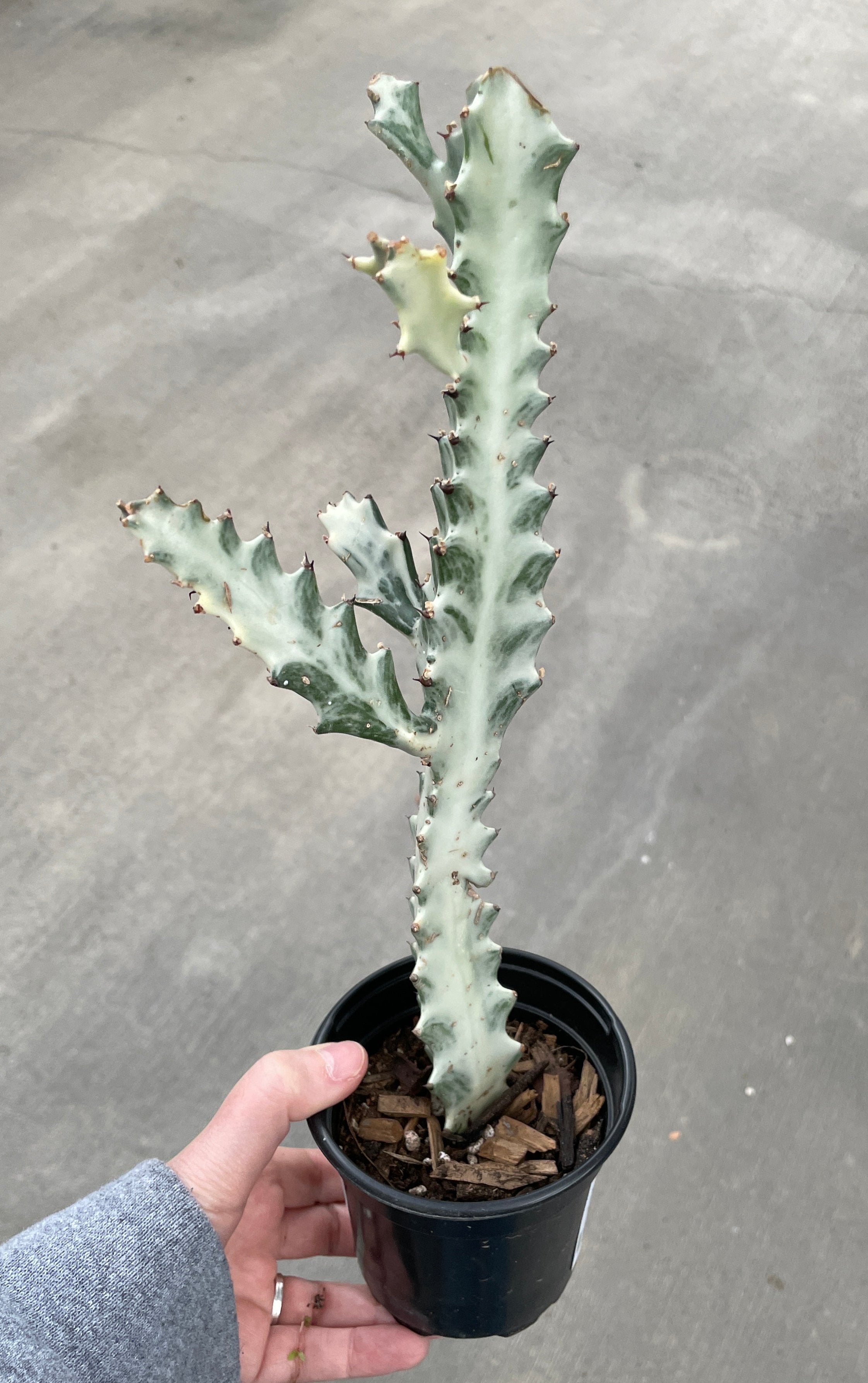 white ghost succulent Euphorbia, White Ghost